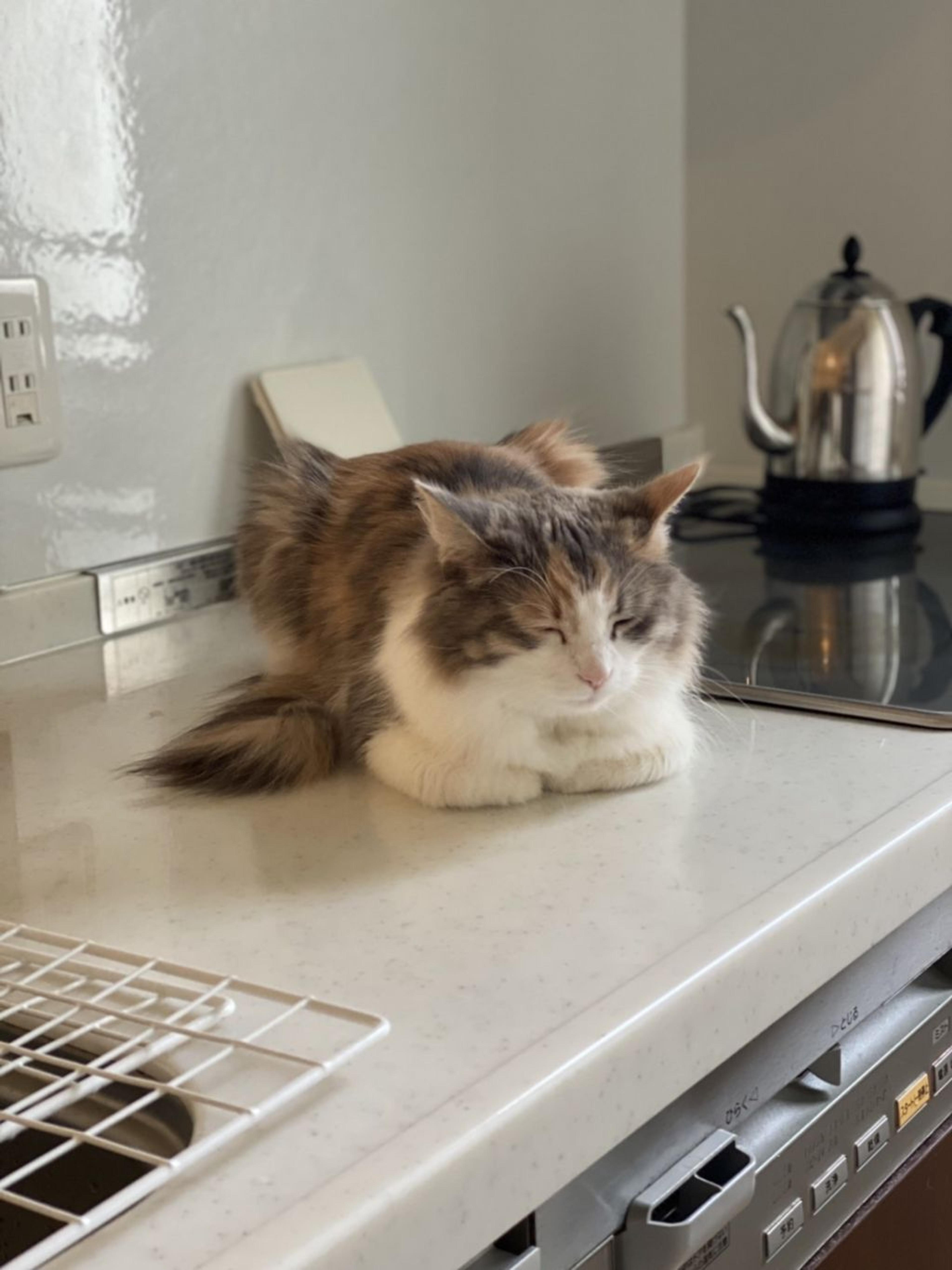 pet-image-2