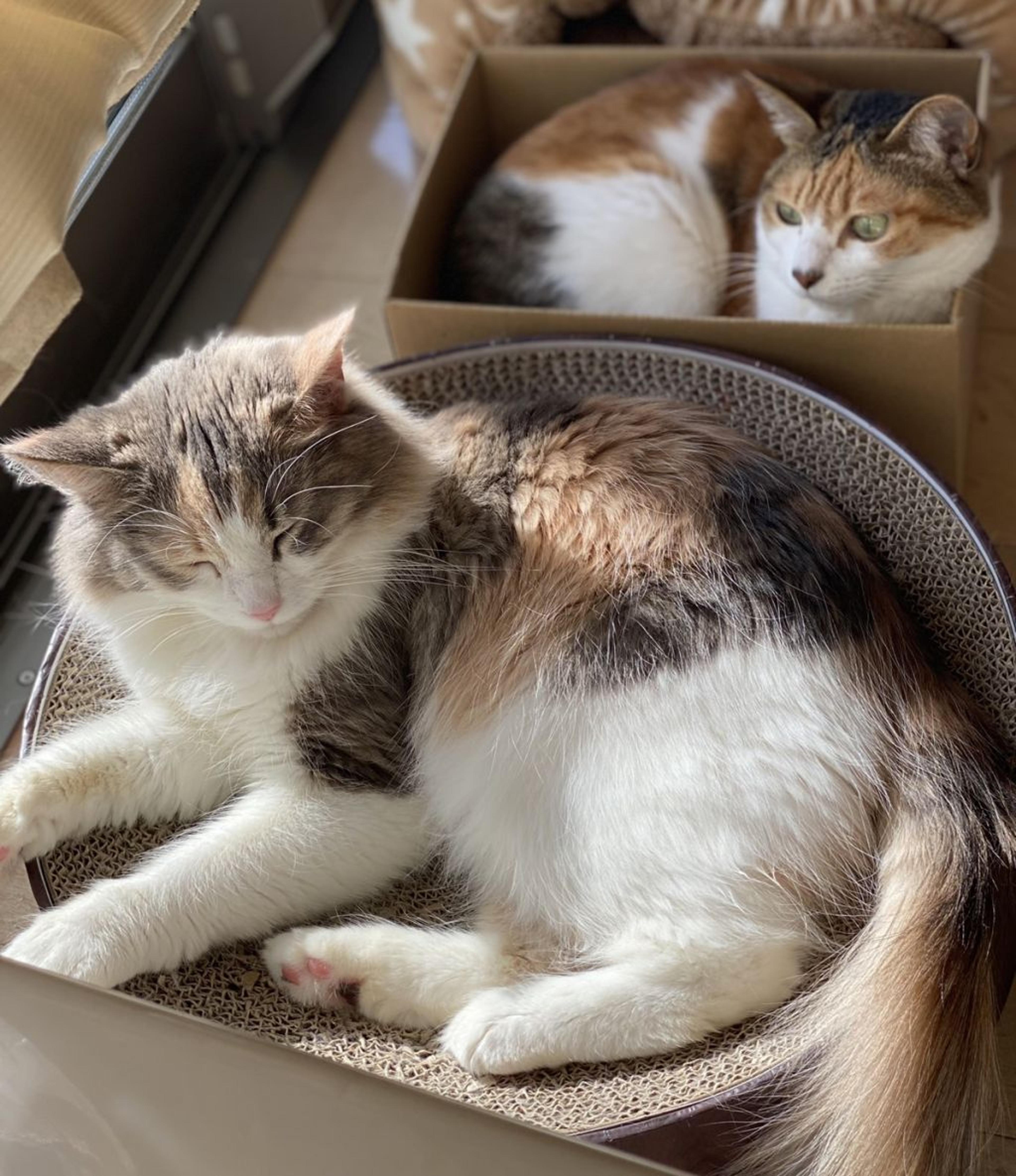 pet-image-3