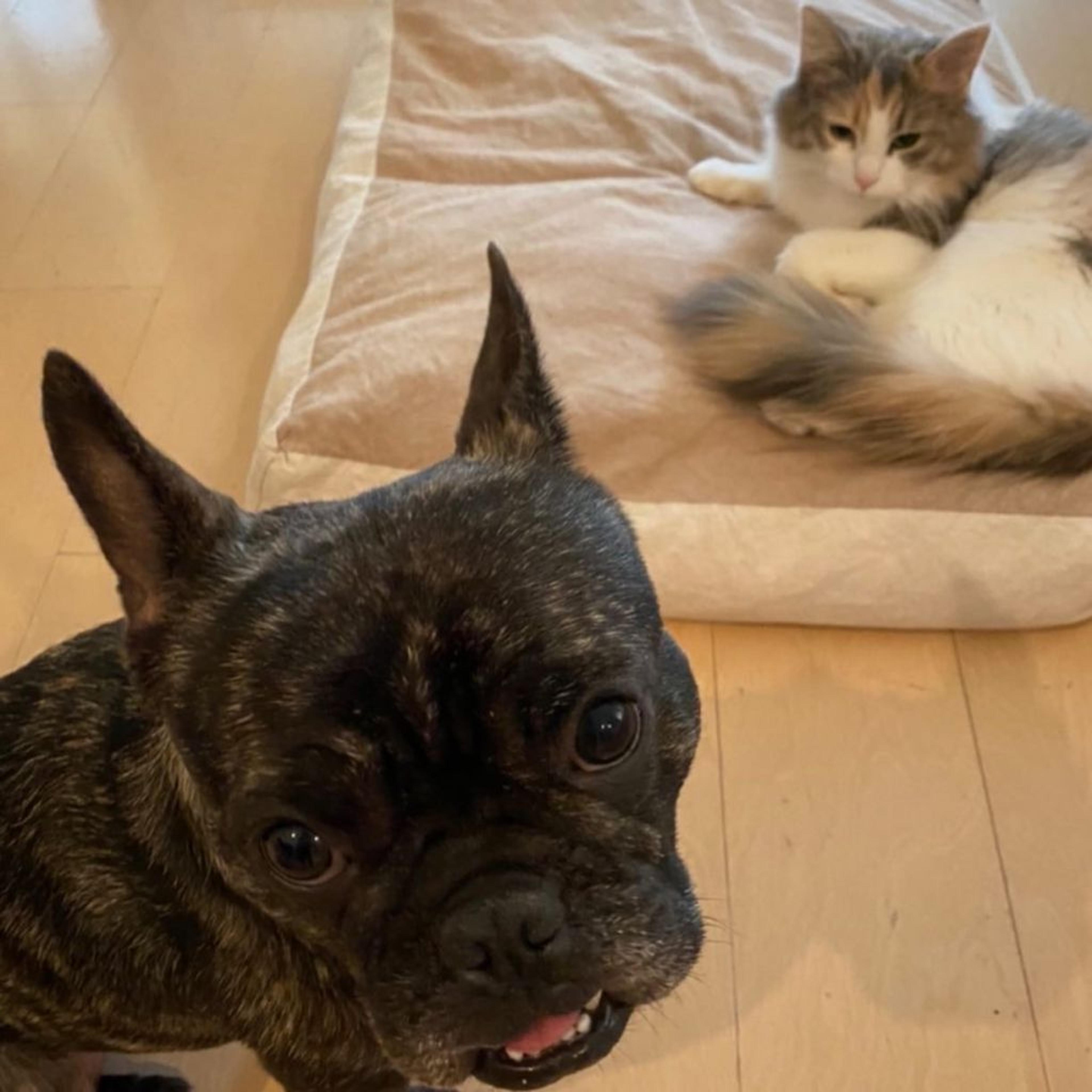 pet-image-5