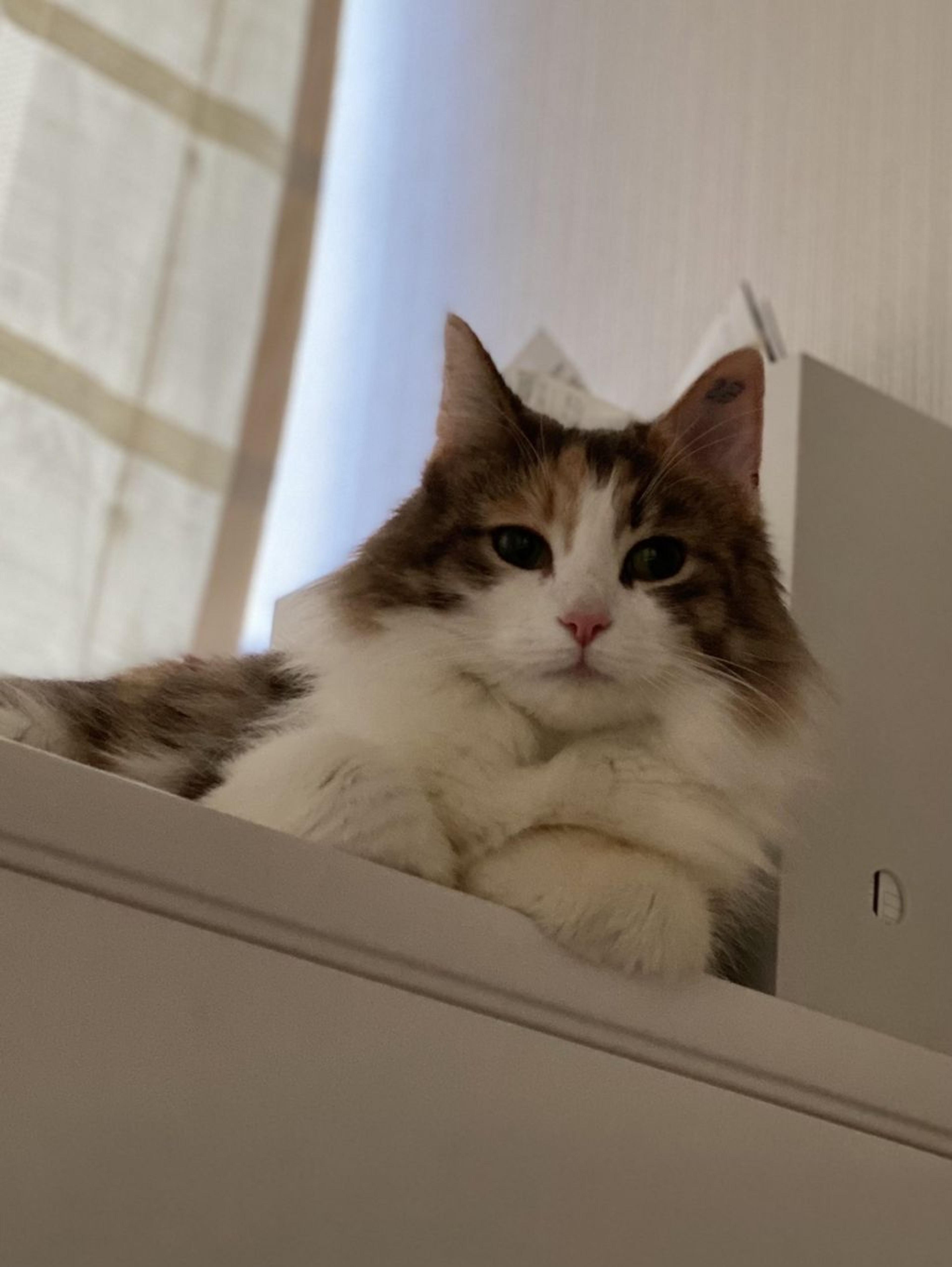 pet-image-6