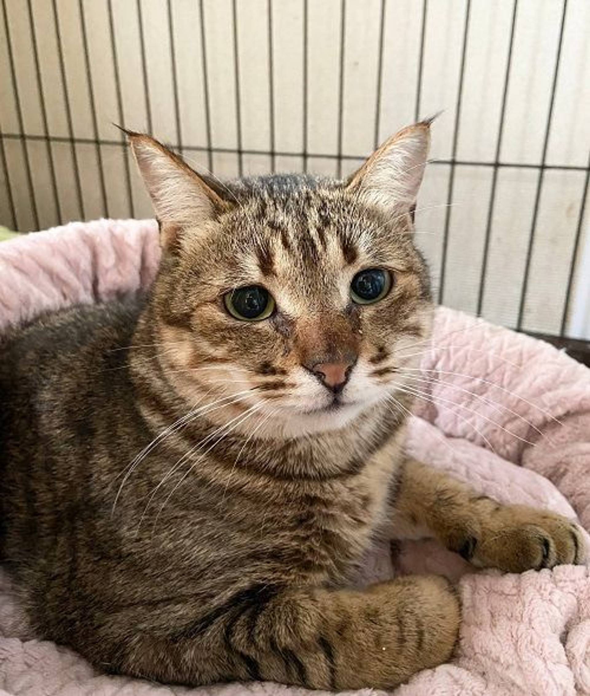 雑種（ミックス猫）・オスの里親募集の写真