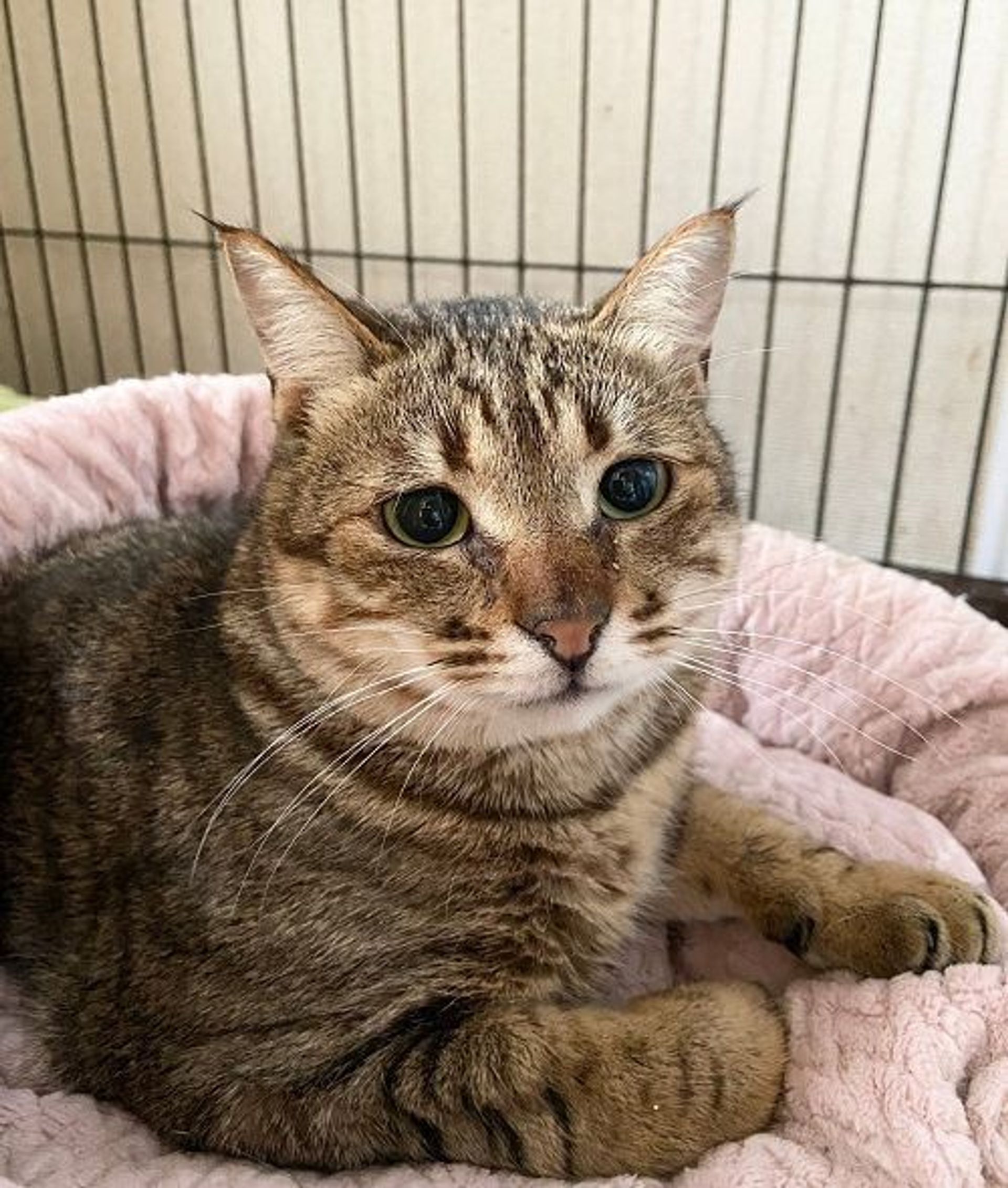 雑種（ミックス猫）・オスの里親募集の写真