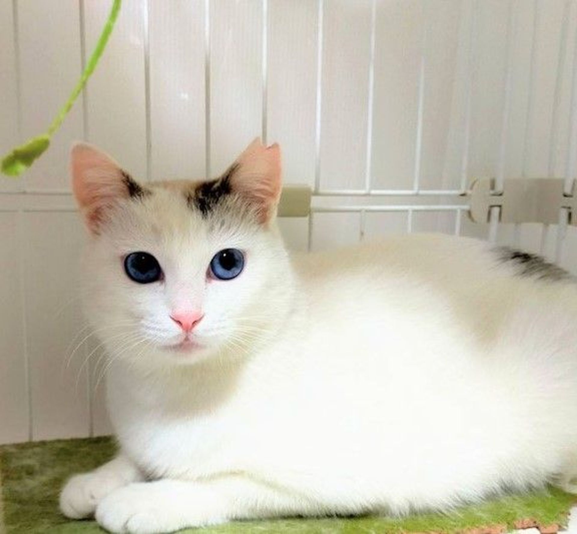 雑種（ミックス猫）・メスの里親募集の写真