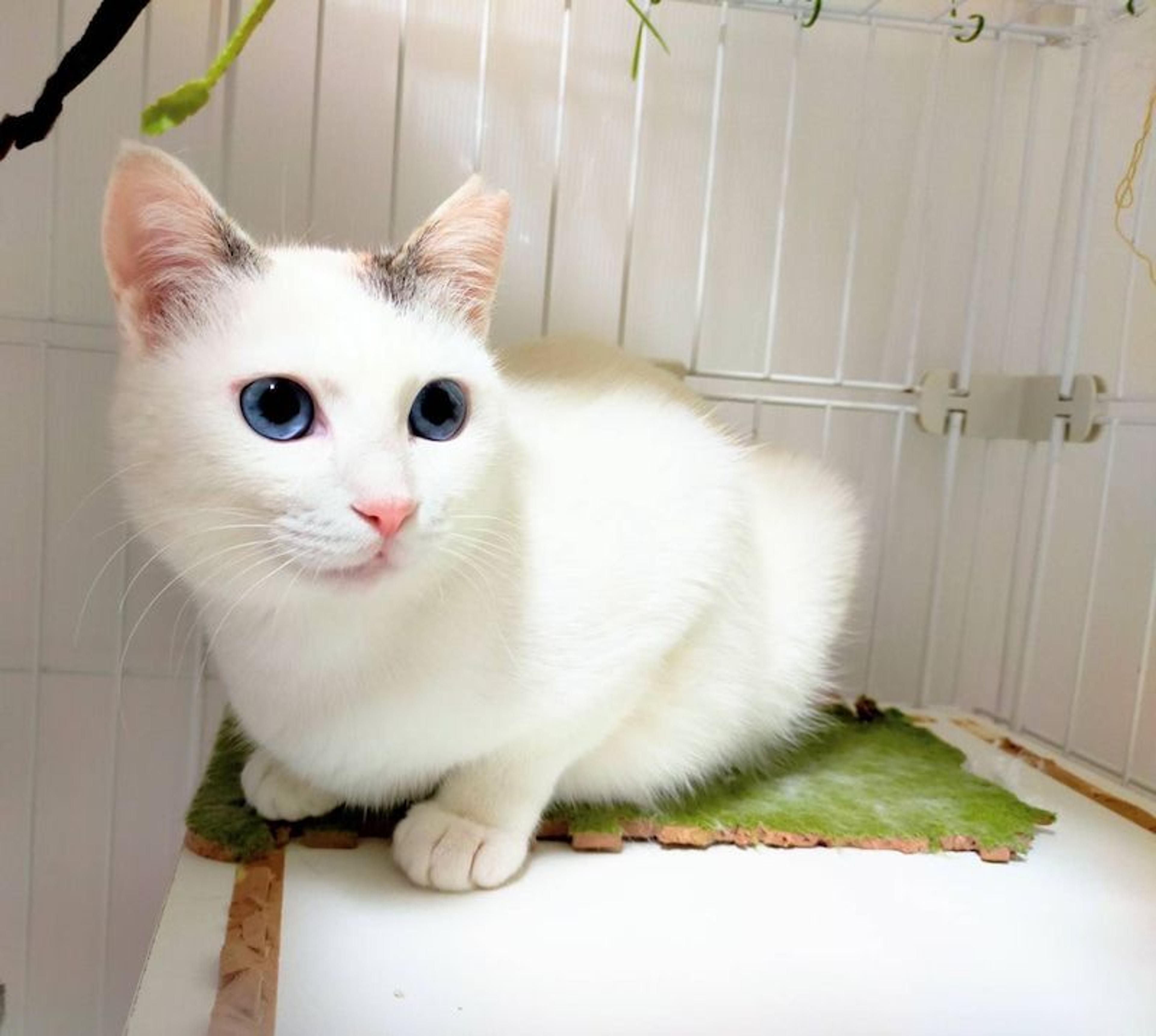 pet-image-2
