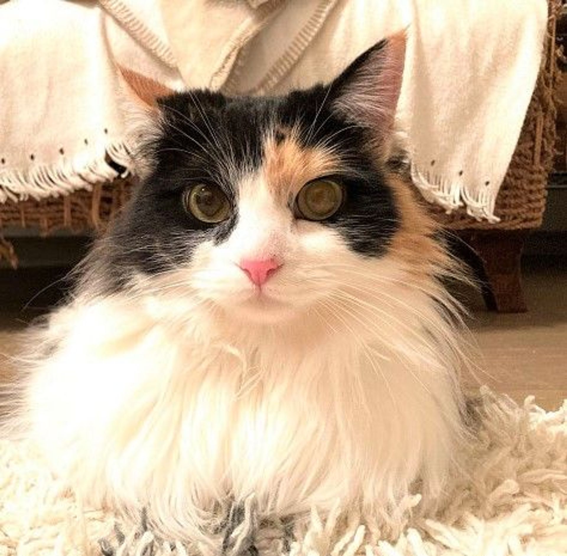 日本猫・メスの里親募集の写真