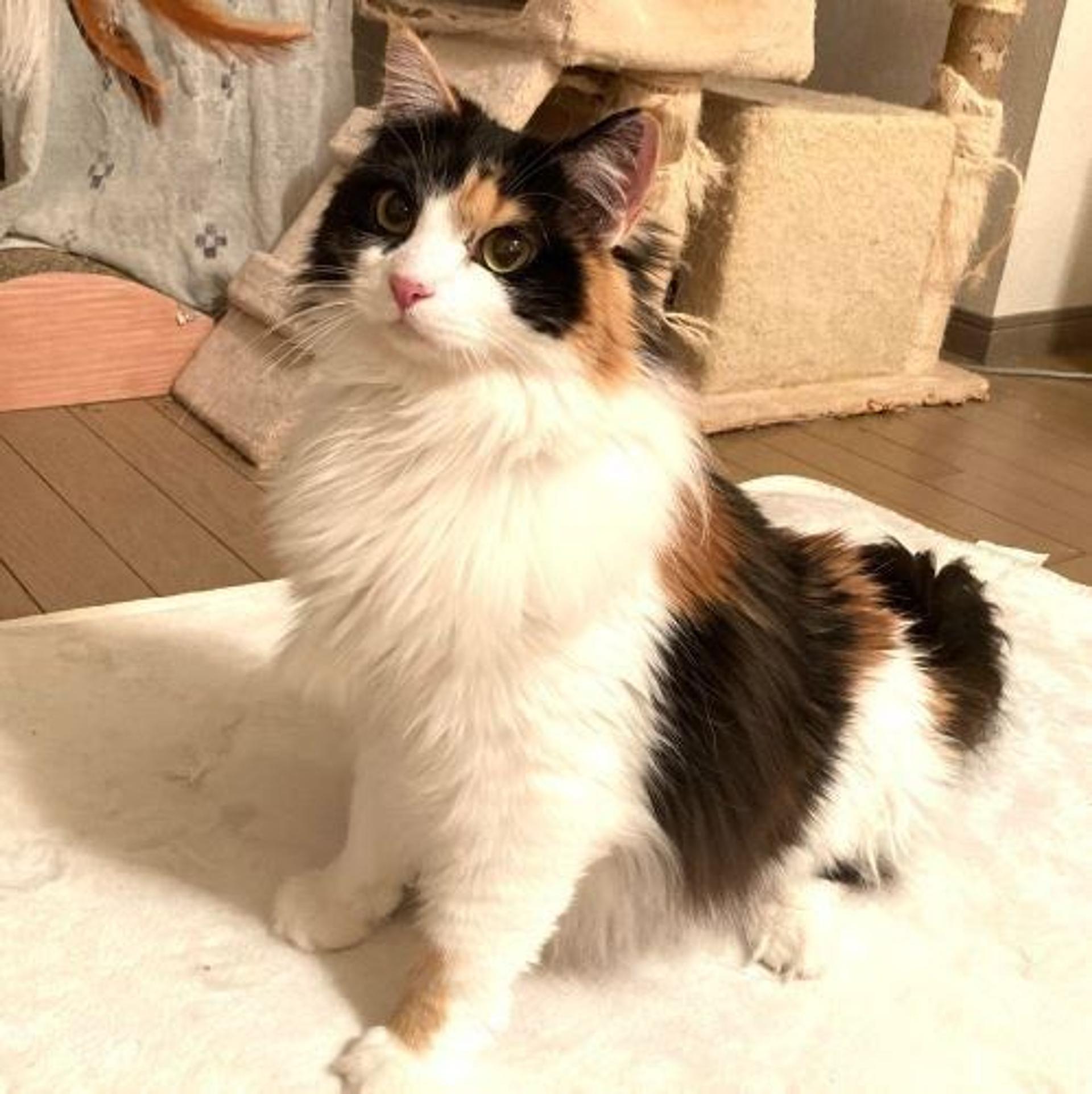 pet-image-2