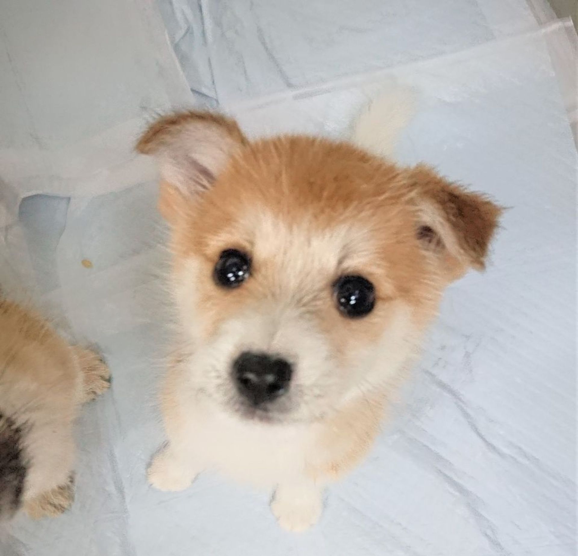 雑種（ミックス犬）・メスの里親募集の写真