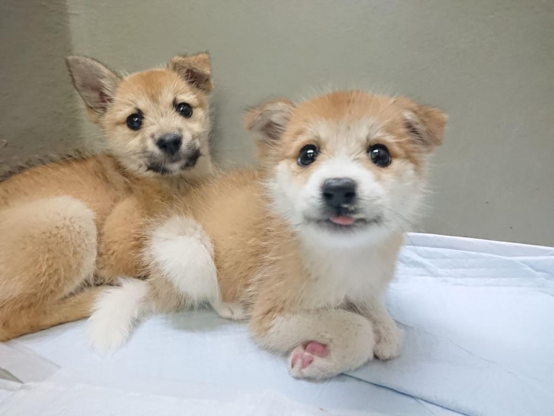 pet-image-3