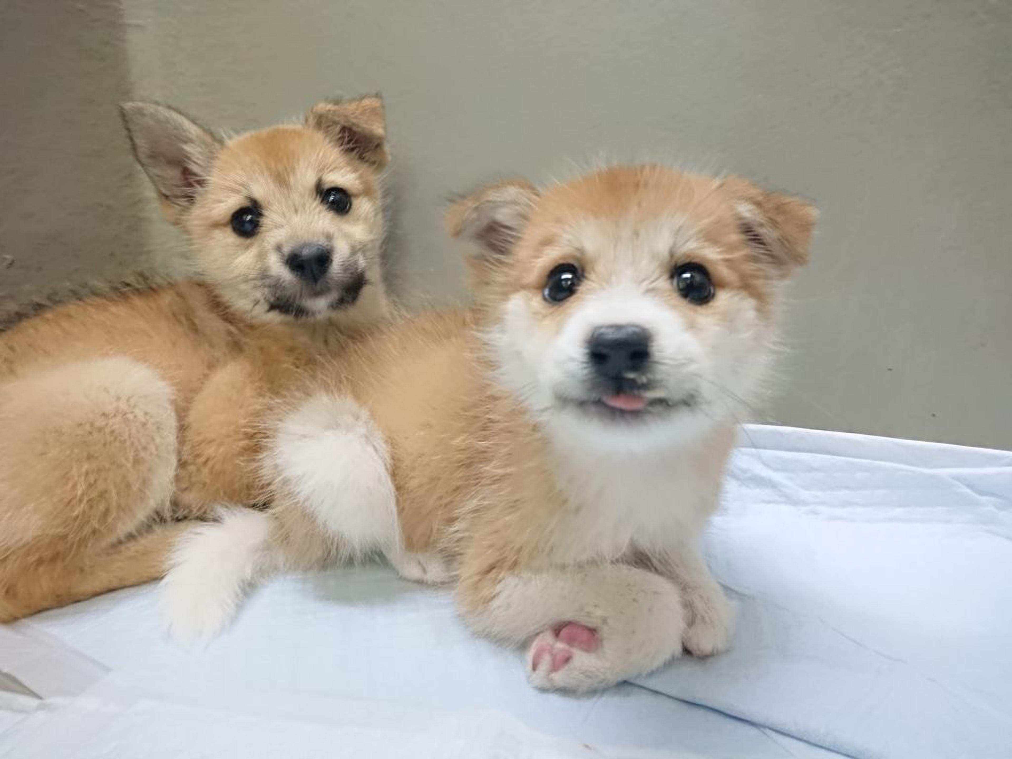pet-image-3