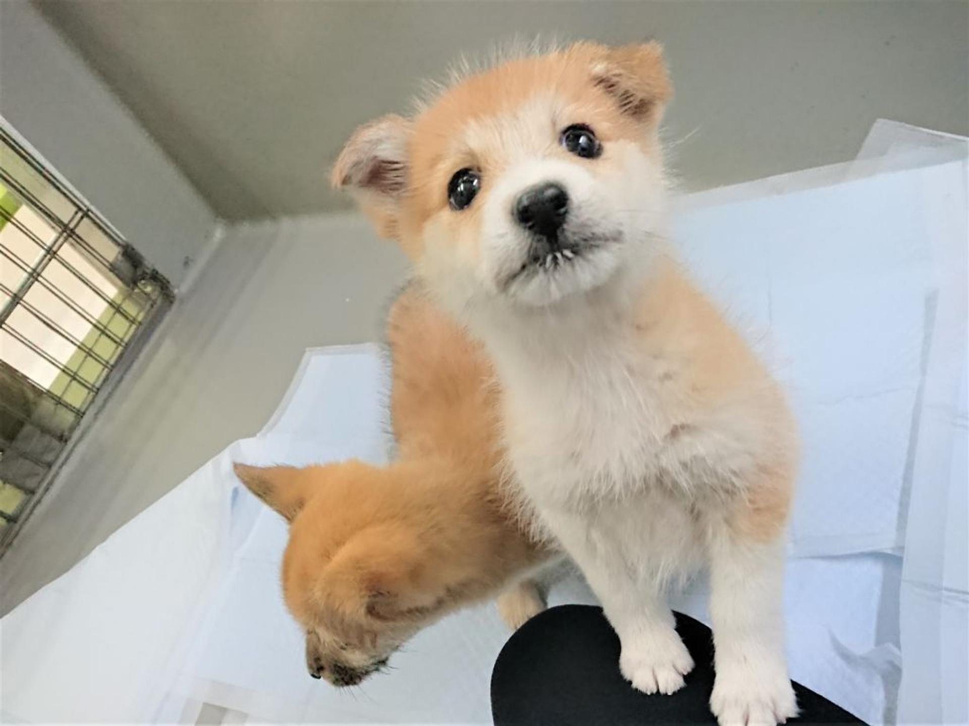 pet-image-4
