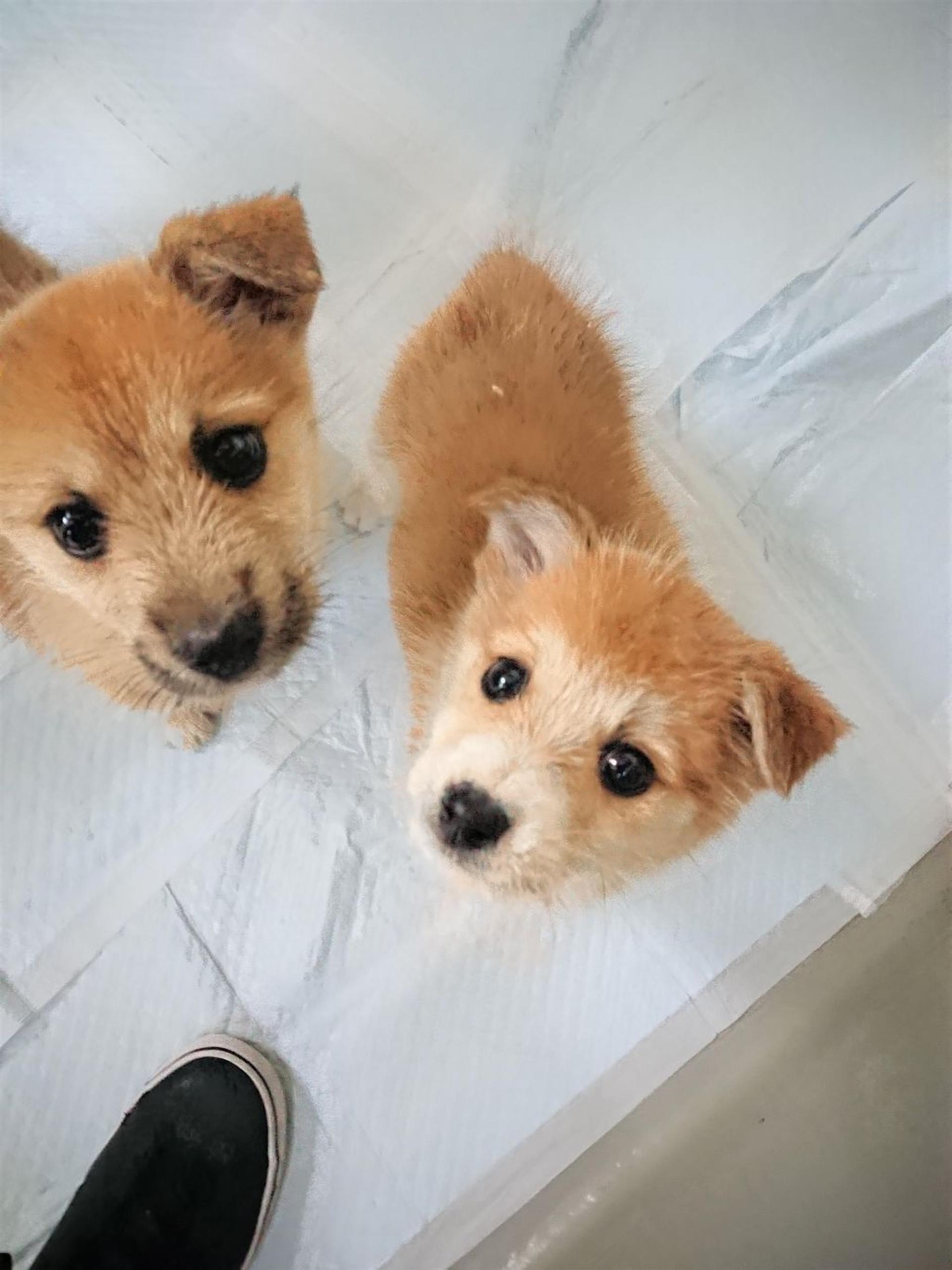 pet-image-6
