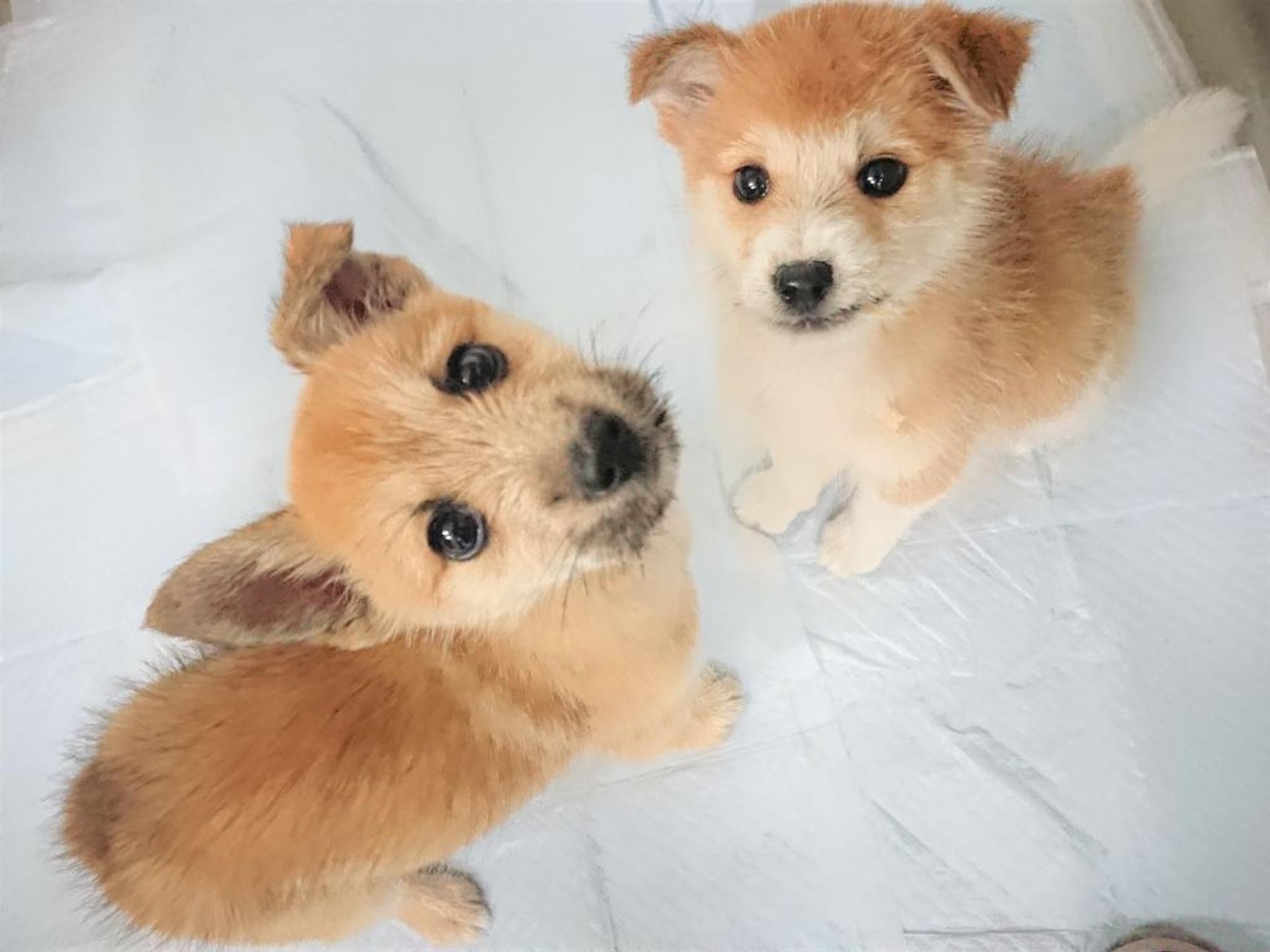 pet-image-8