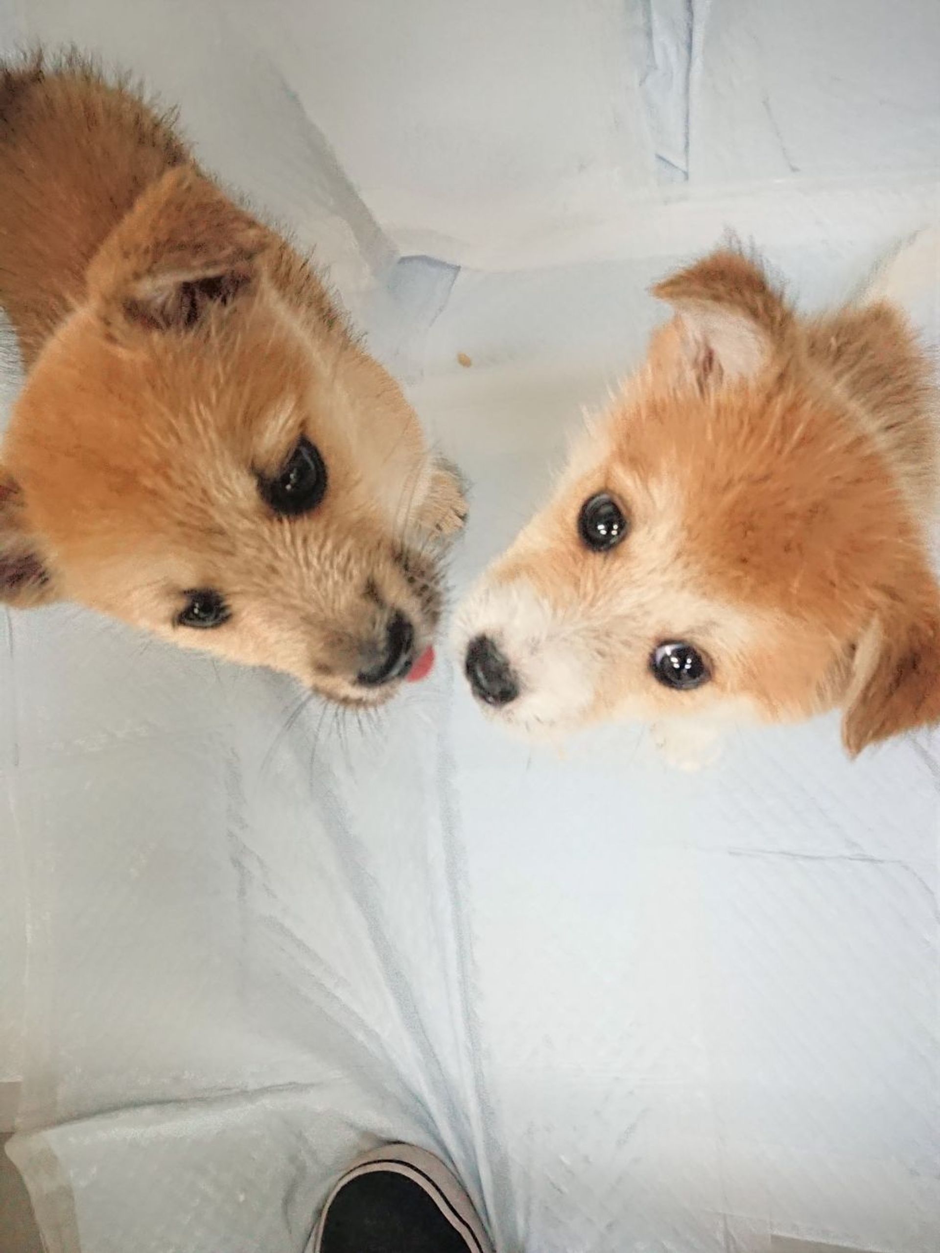 雑種（ミックス犬）・メスの里親募集の写真