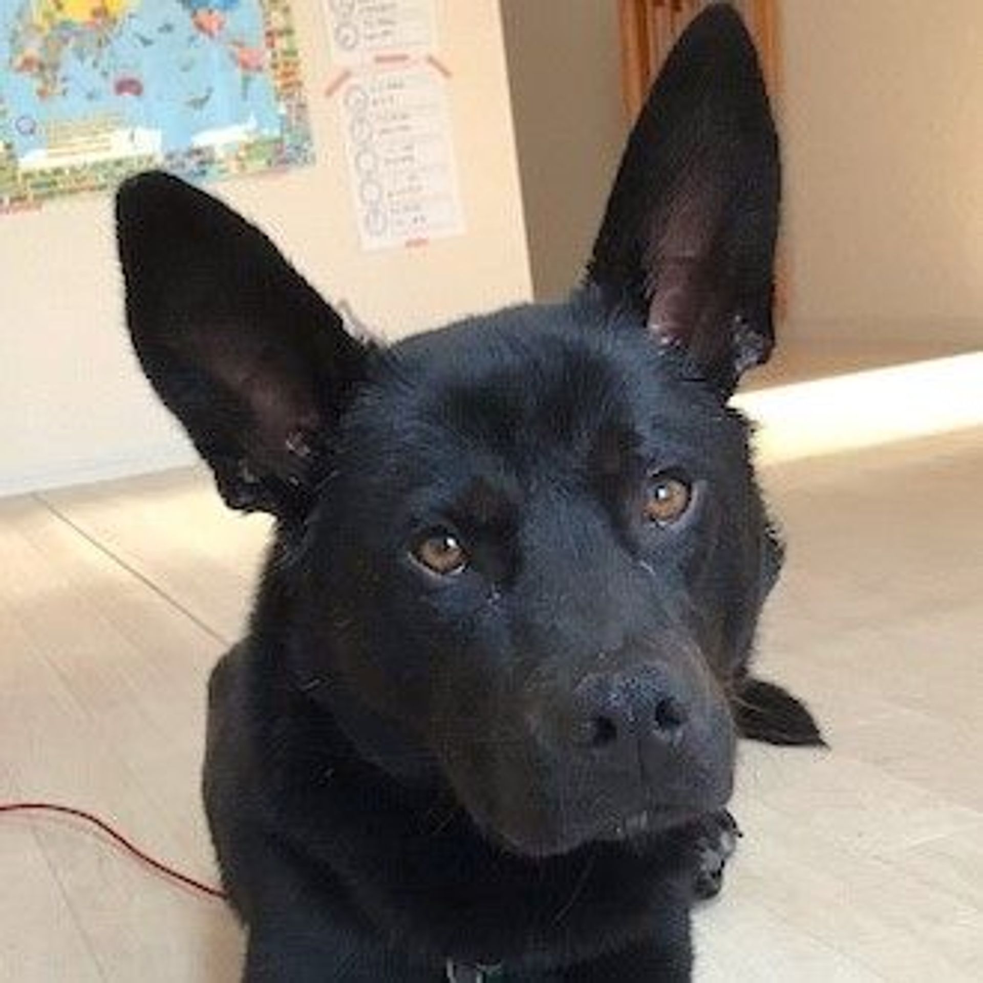 雑種（ミックス犬）・オスの里親募集の写真
