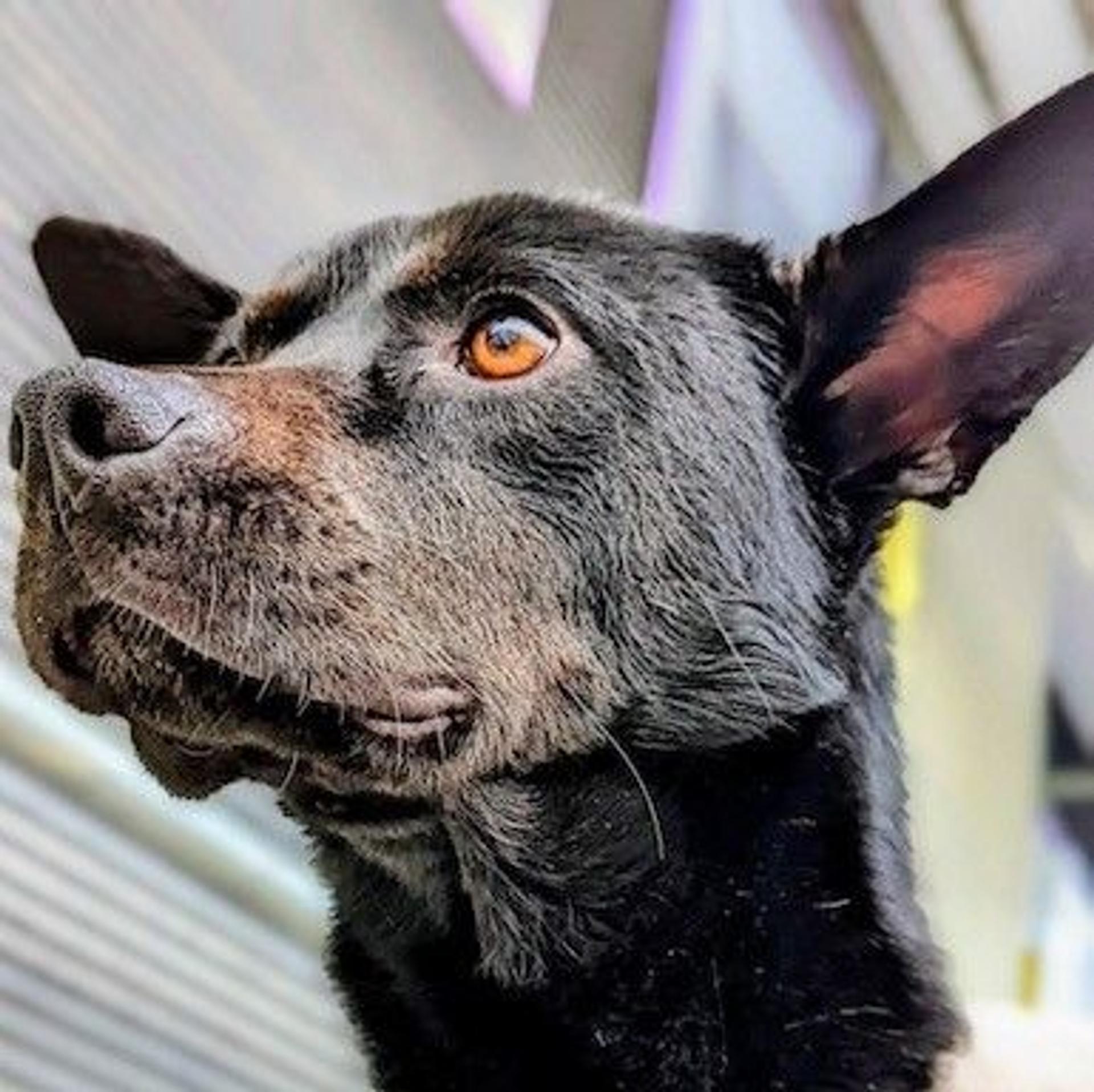 pet-image-4