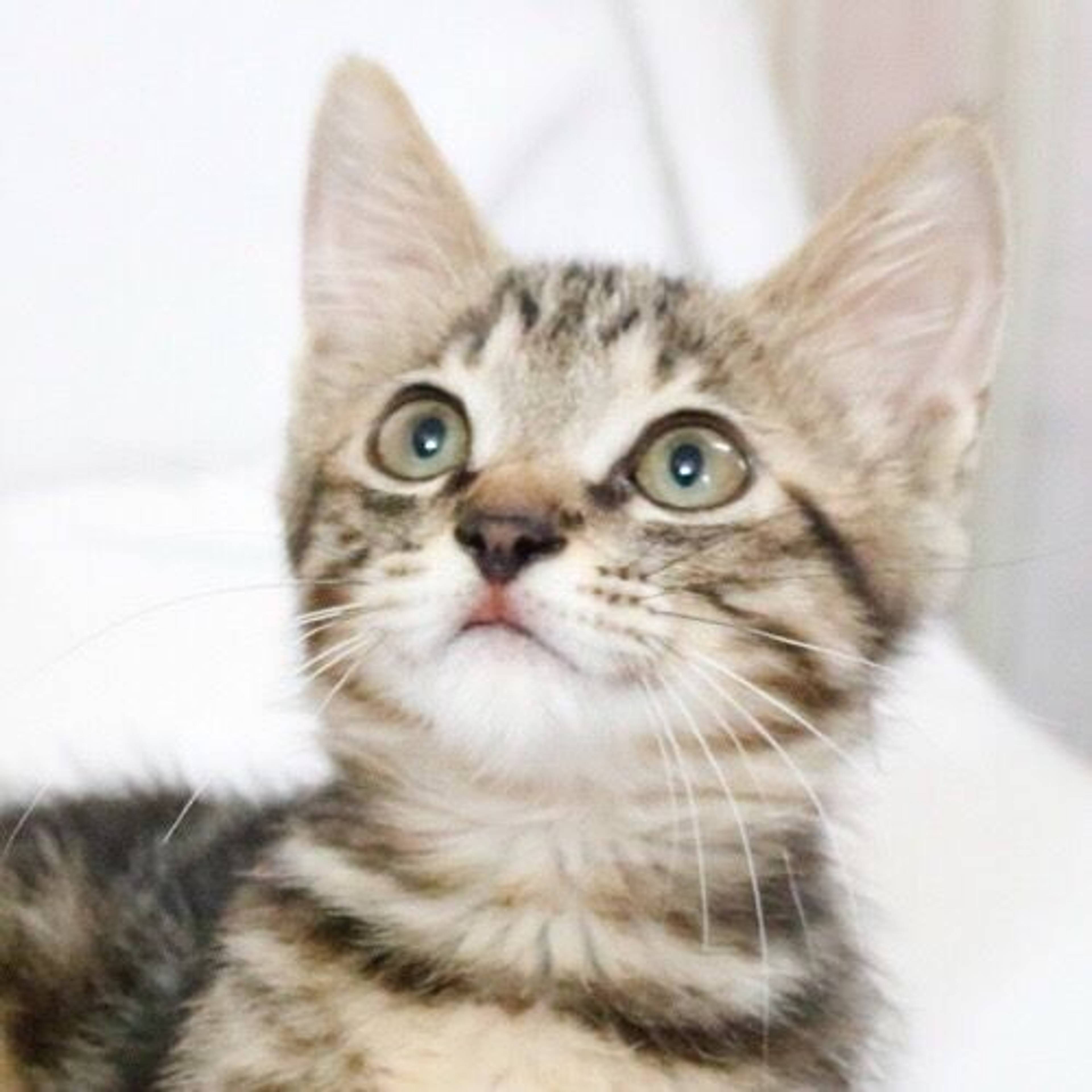 雑種（ミックス猫）・オスの里親募集の写真