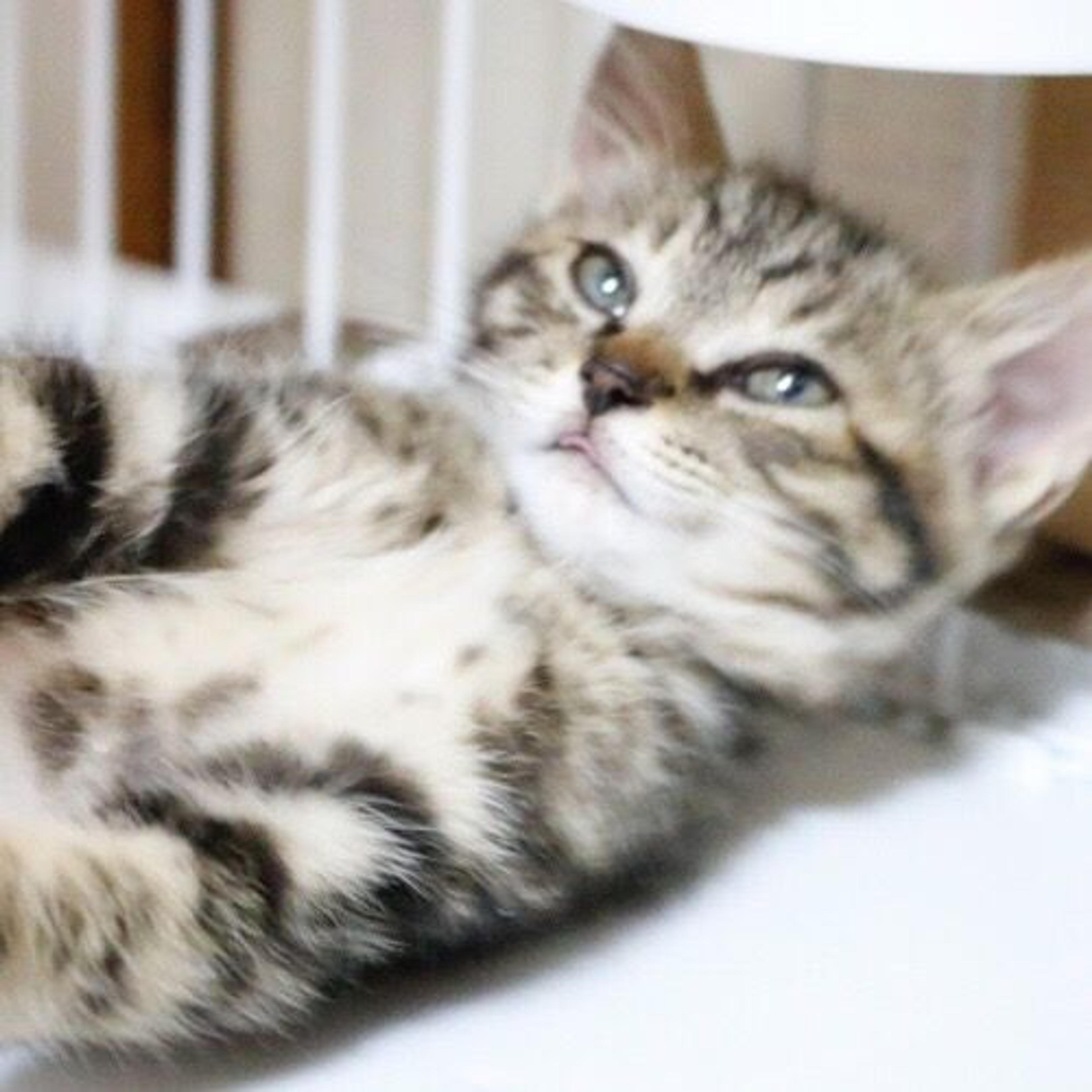 pet-image-3