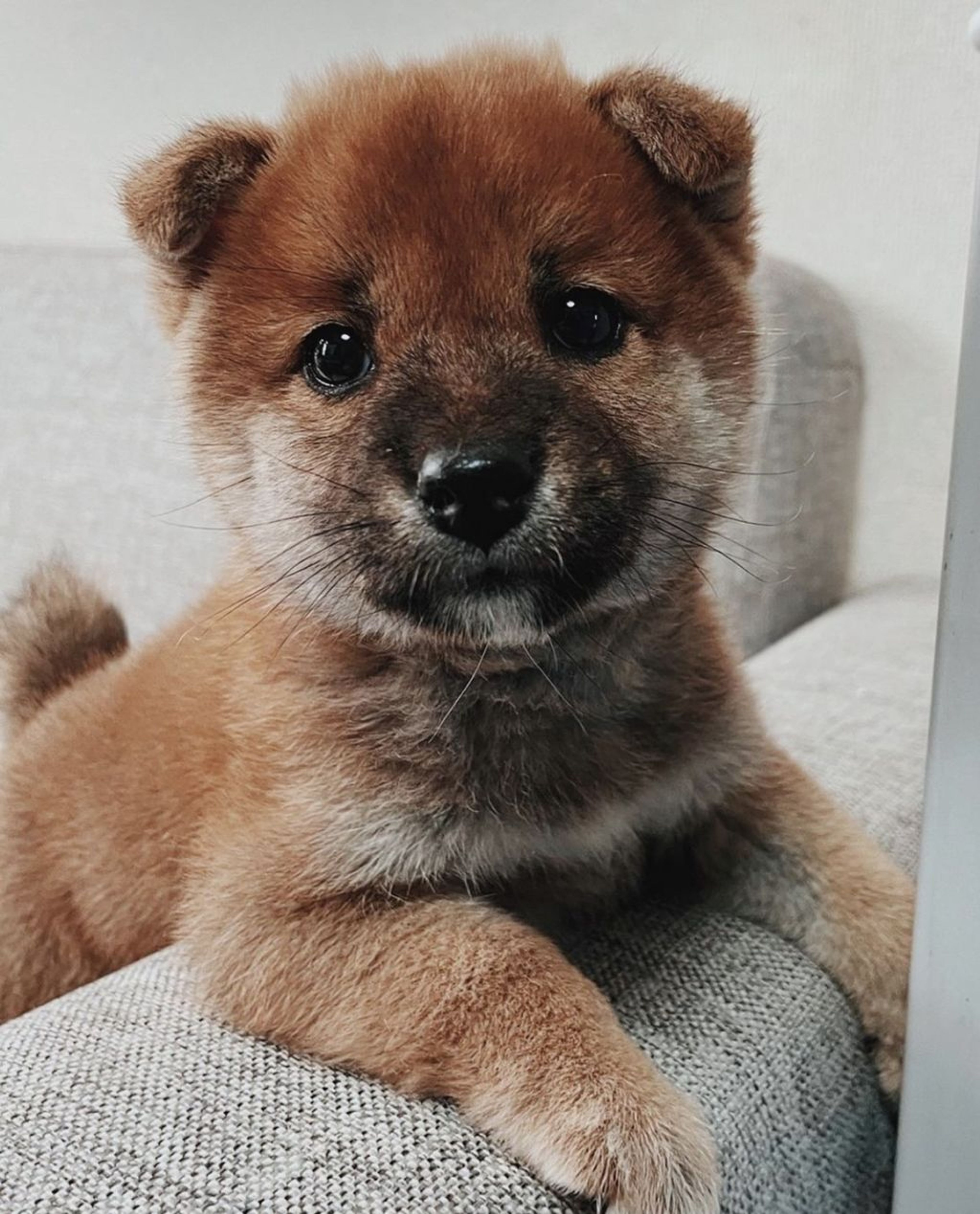 柴犬・オスの里親募集の写真