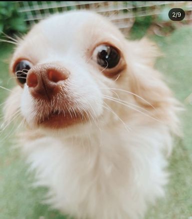 スタバの写真