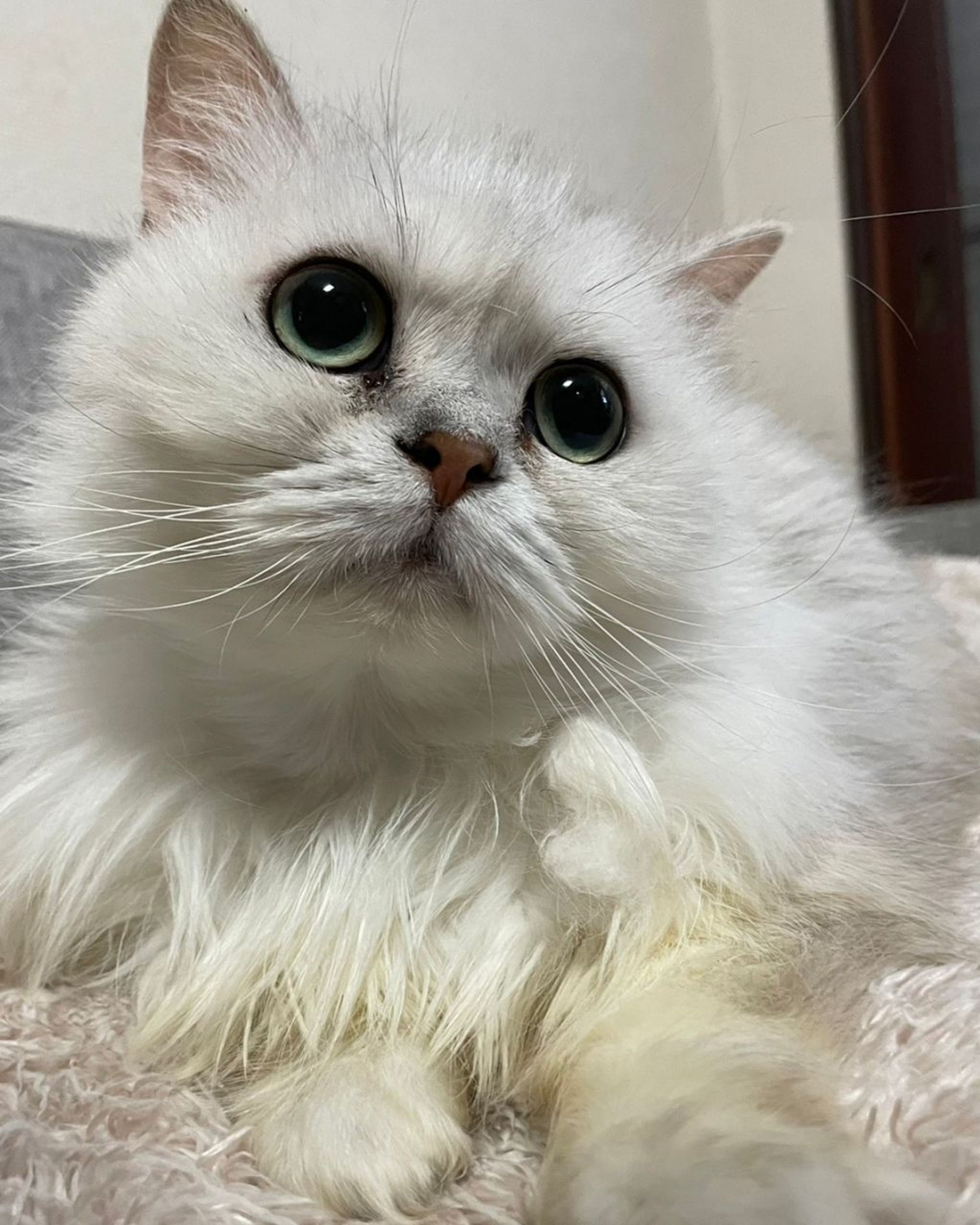 雑種（ミックス猫）・メスの里親募集の写真