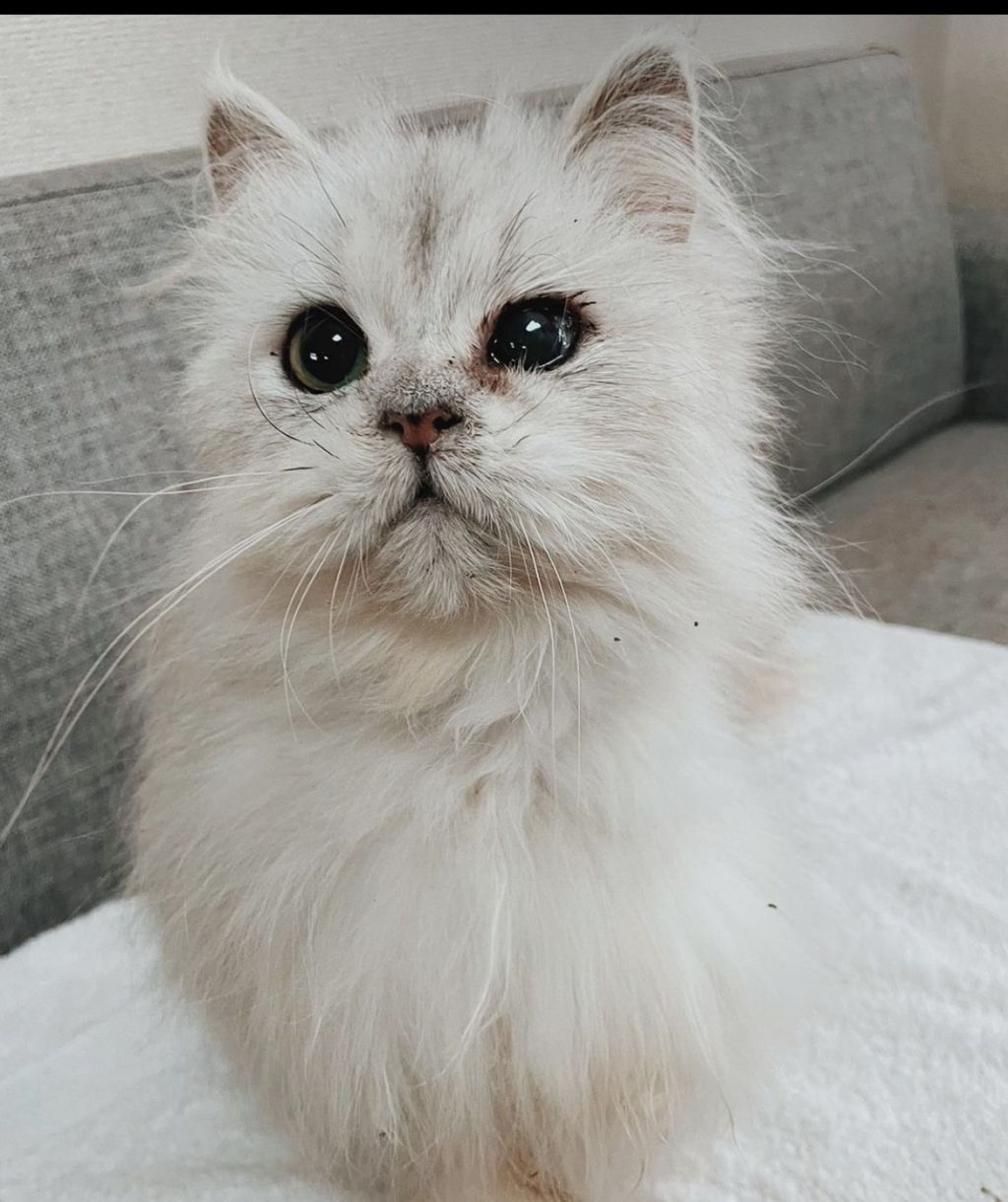 ペルシャ・オスの里親募集の写真