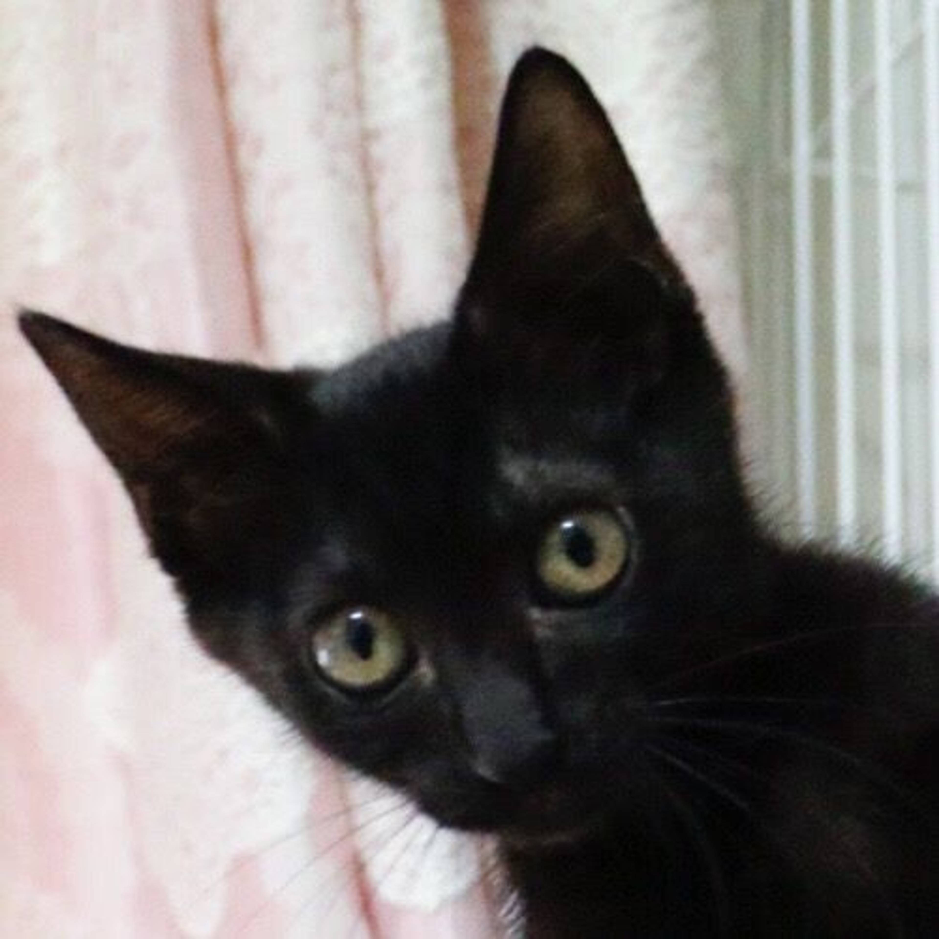 雑種（ミックス猫）・メスの里親募集の写真
