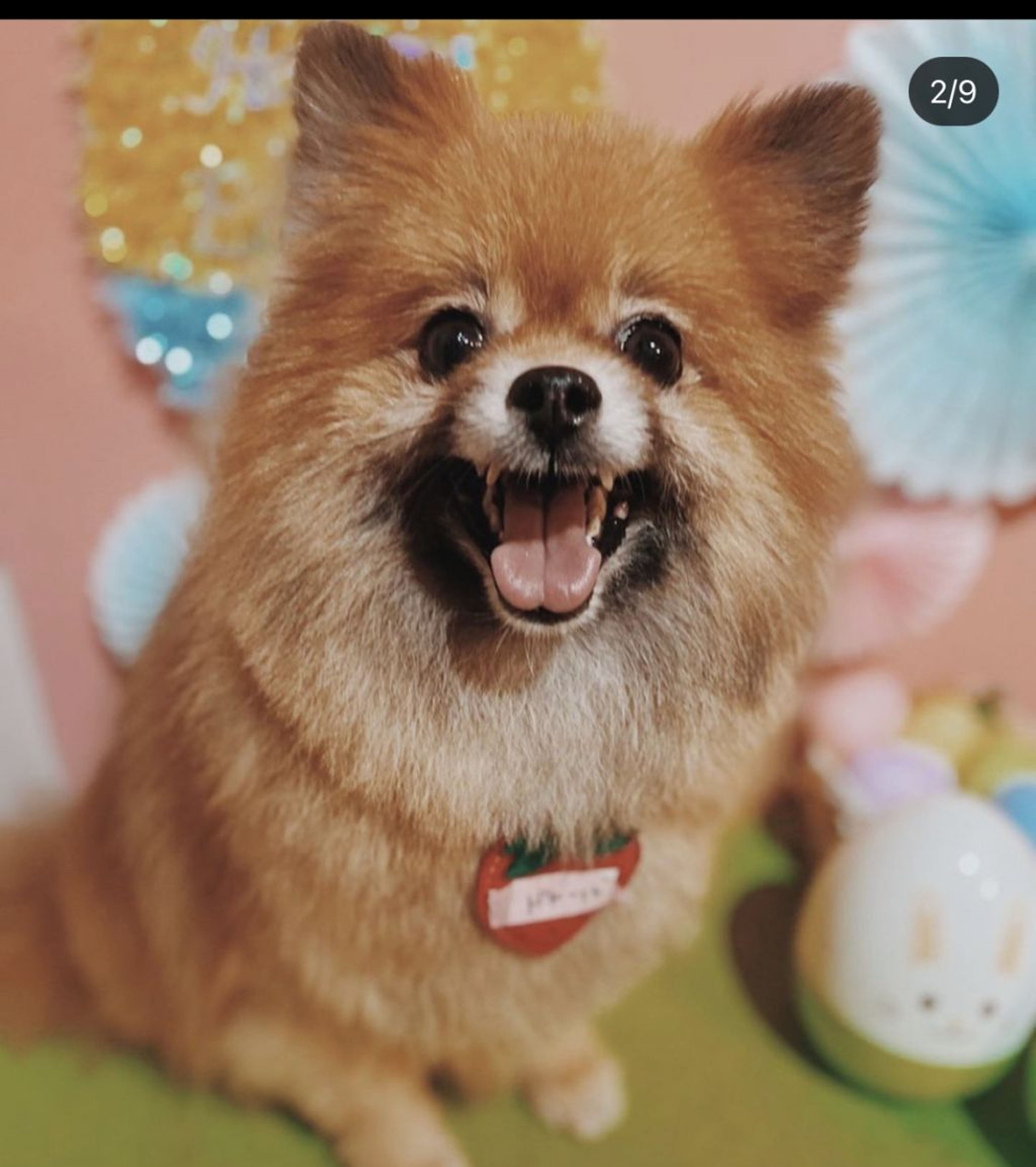ポメラニアン・メスの里親募集の写真