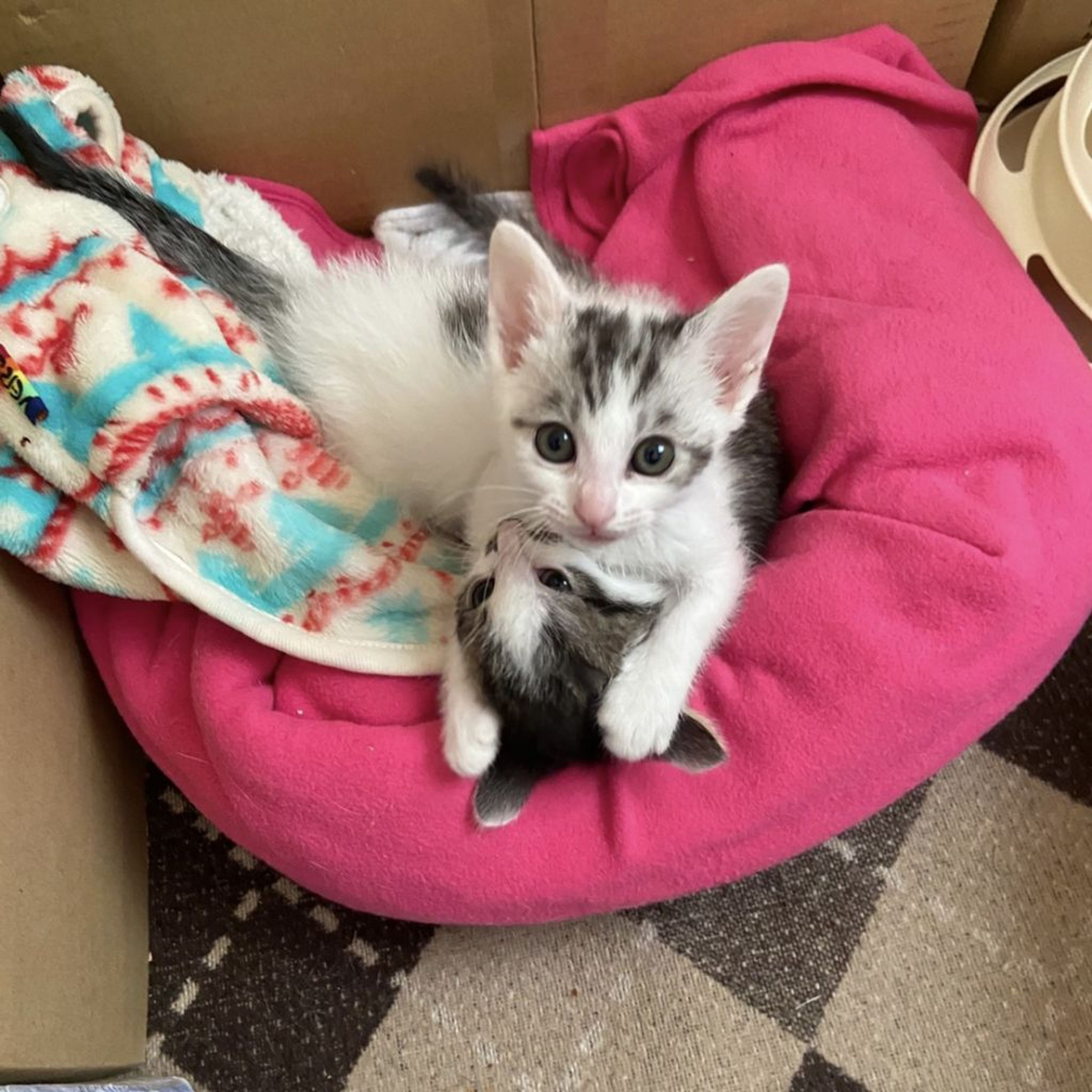 雑種（ミックス猫）・メスの里親募集の写真