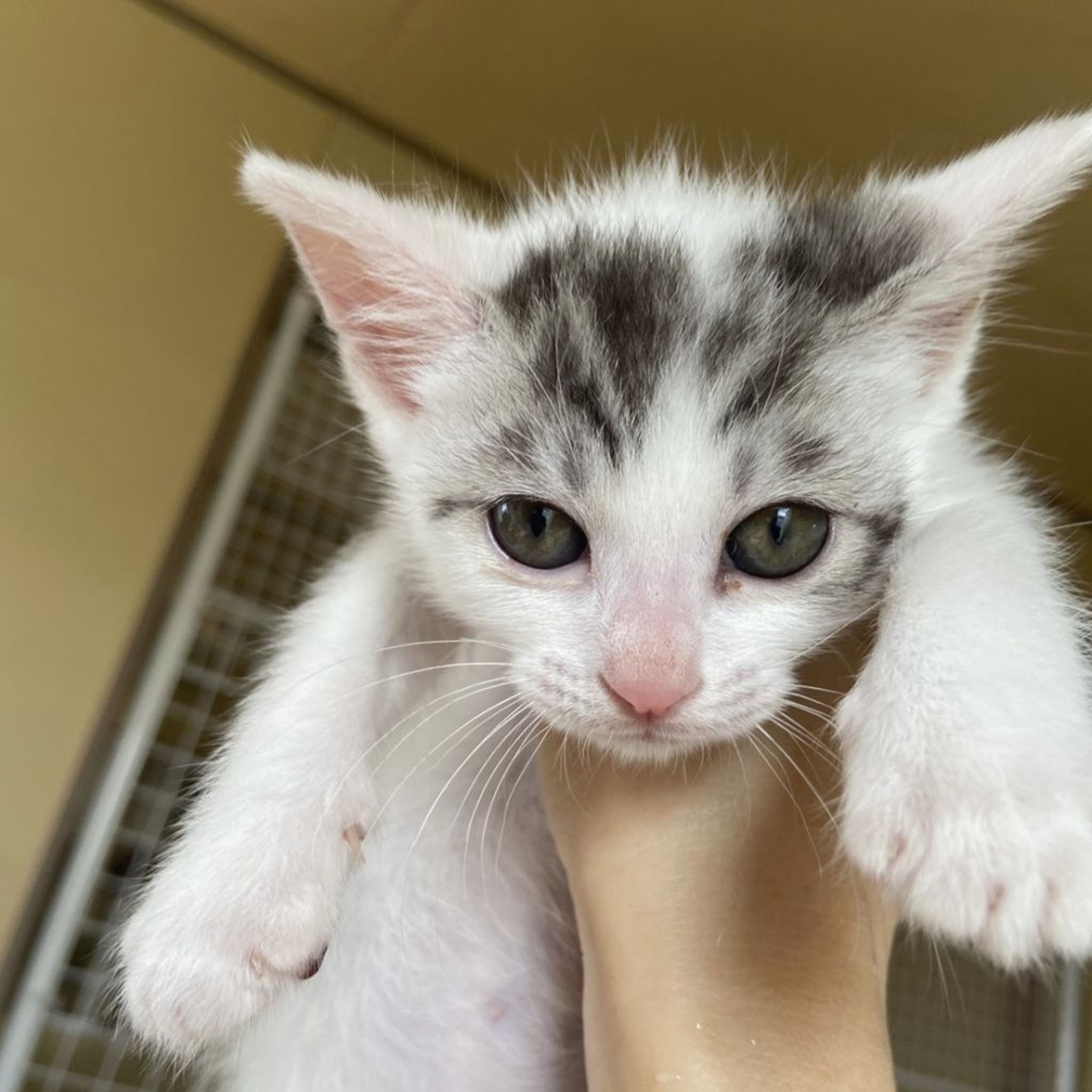 pet-image-2