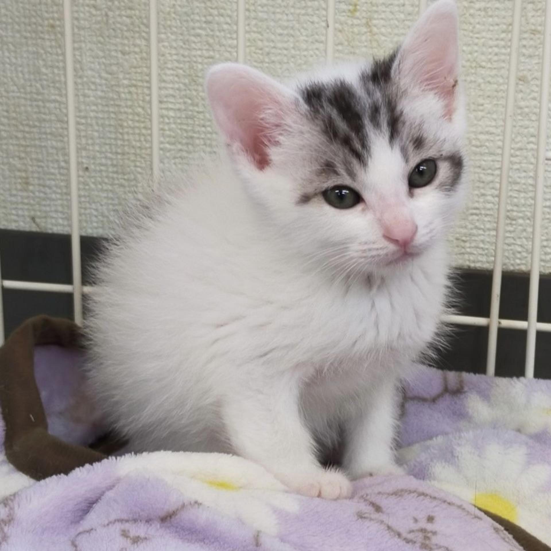pet-image-3