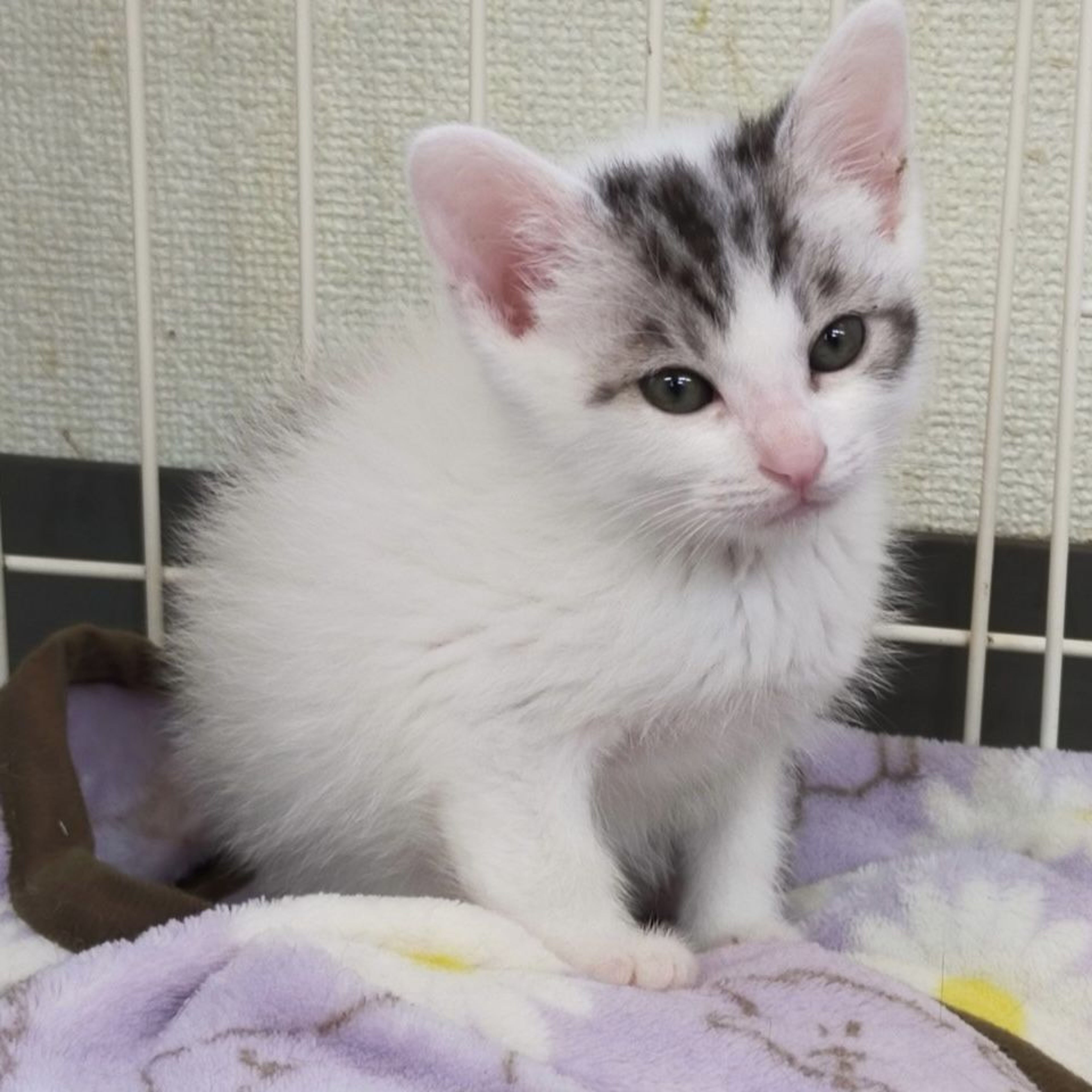 pet-image-3