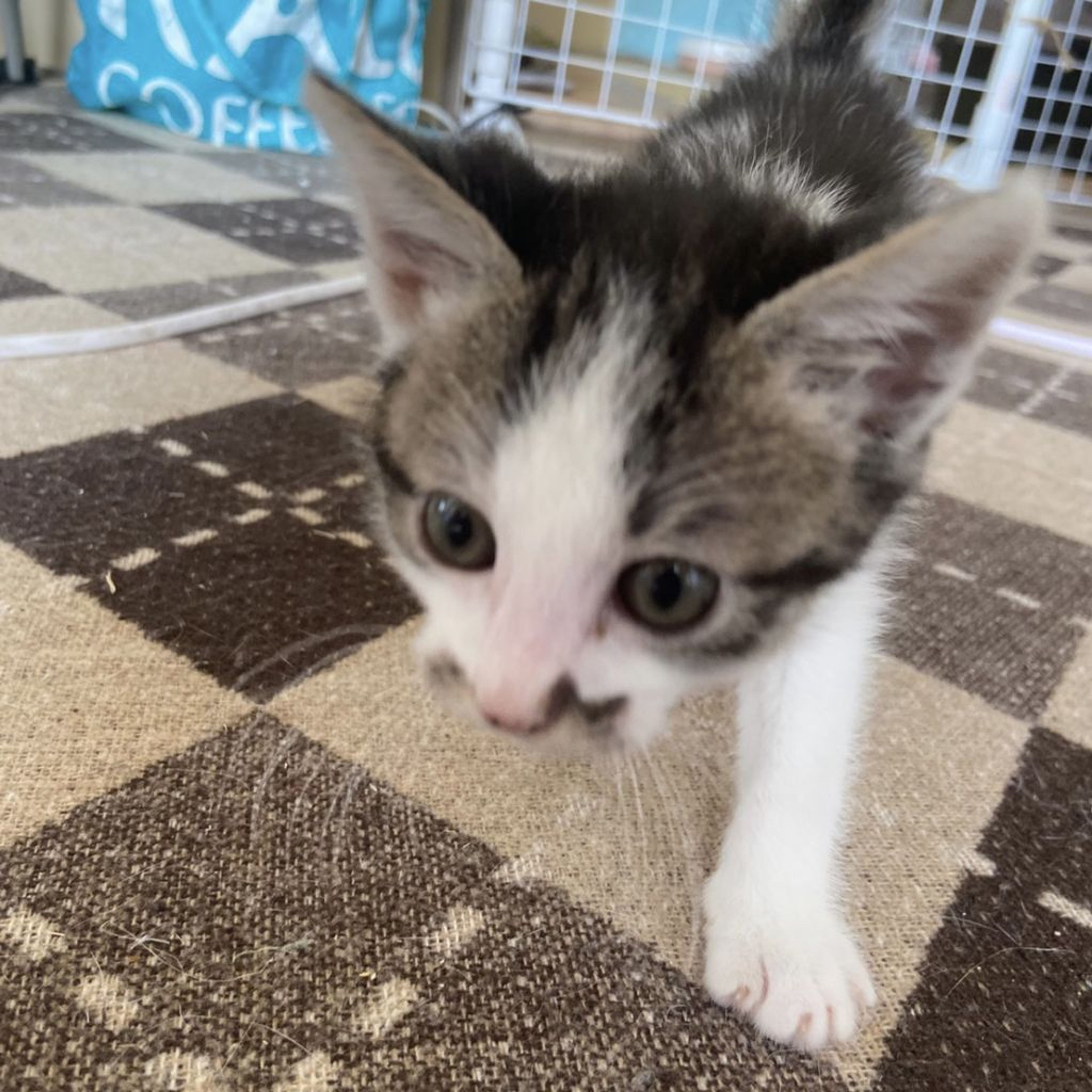 pet-image-2