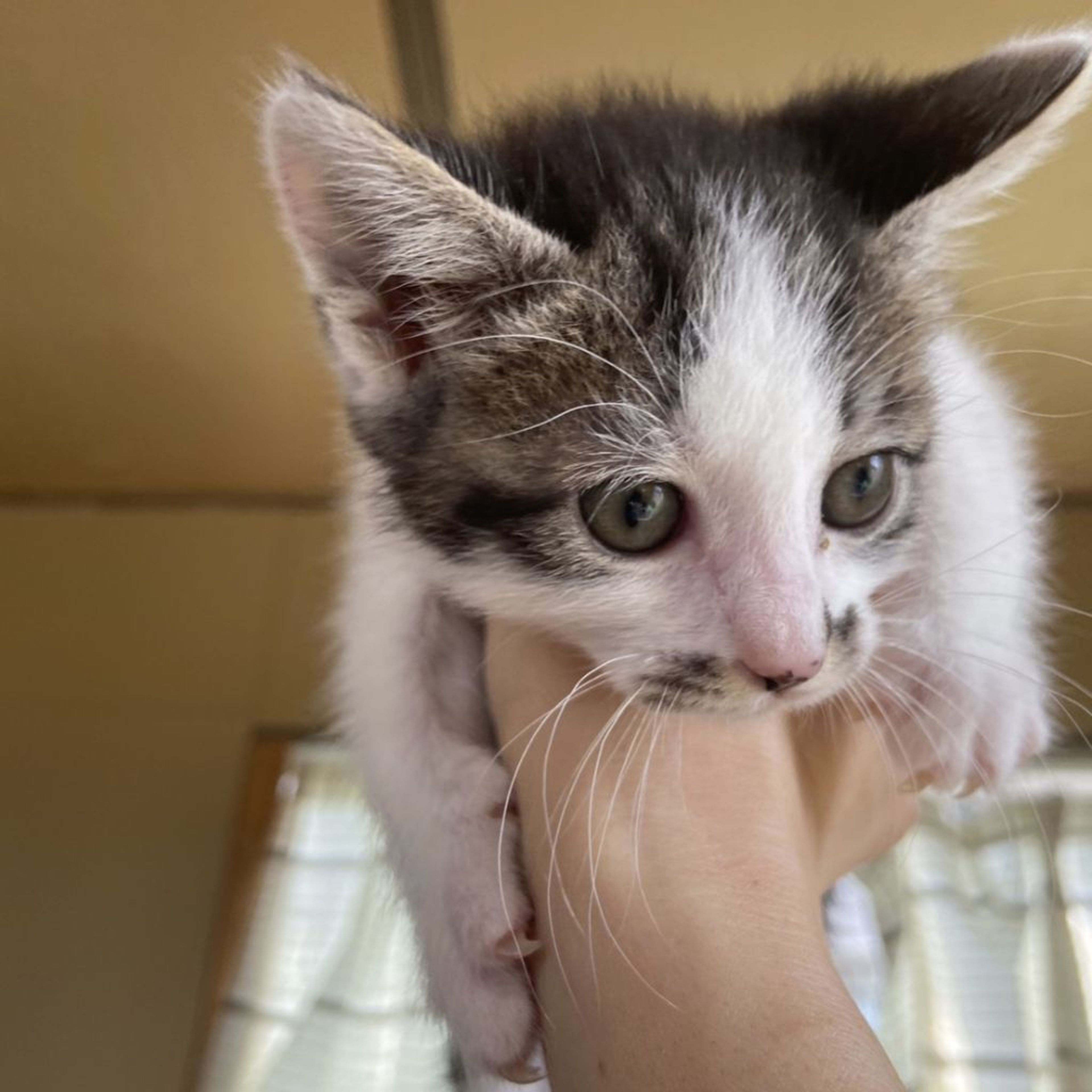 pet-image-3
