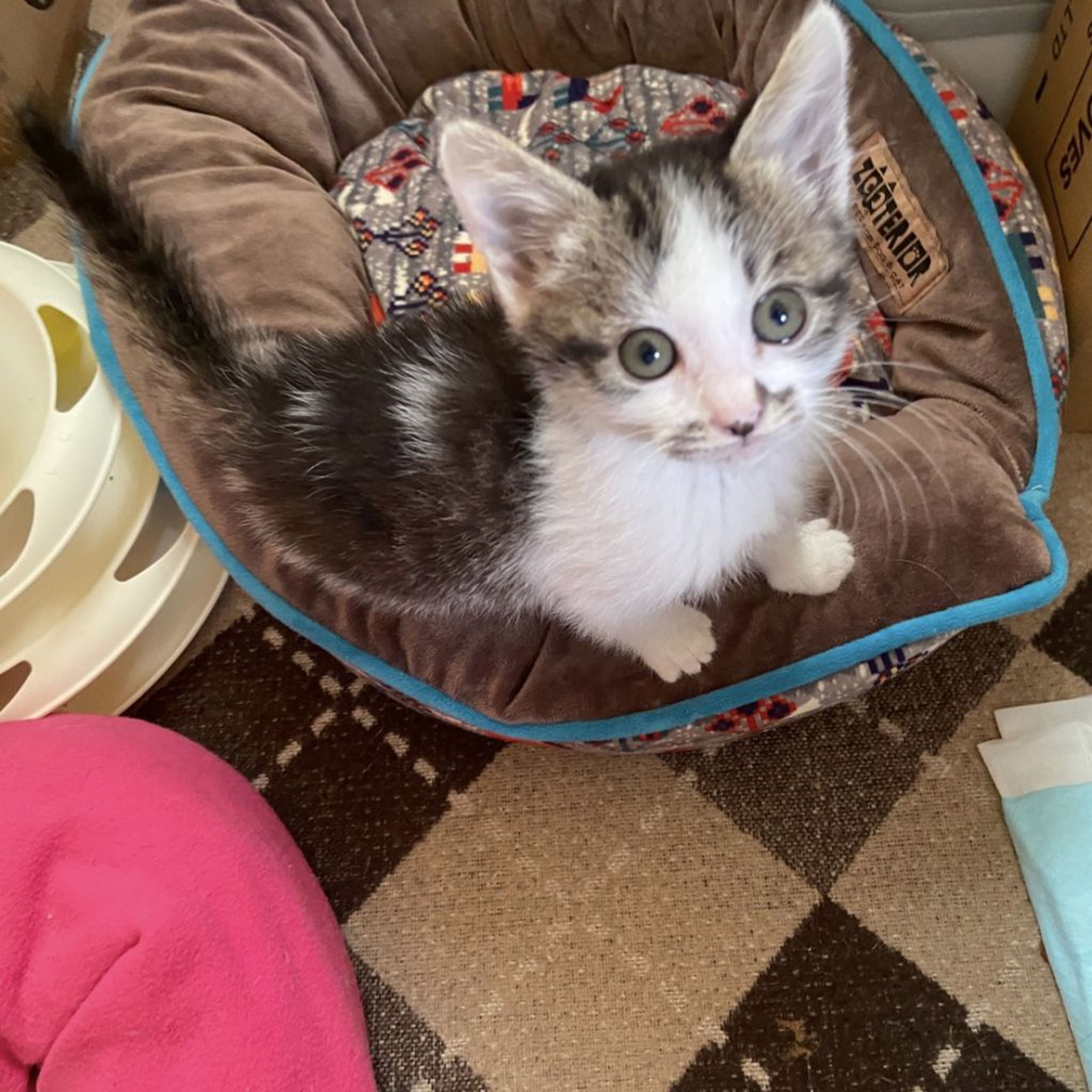 pet-image-4