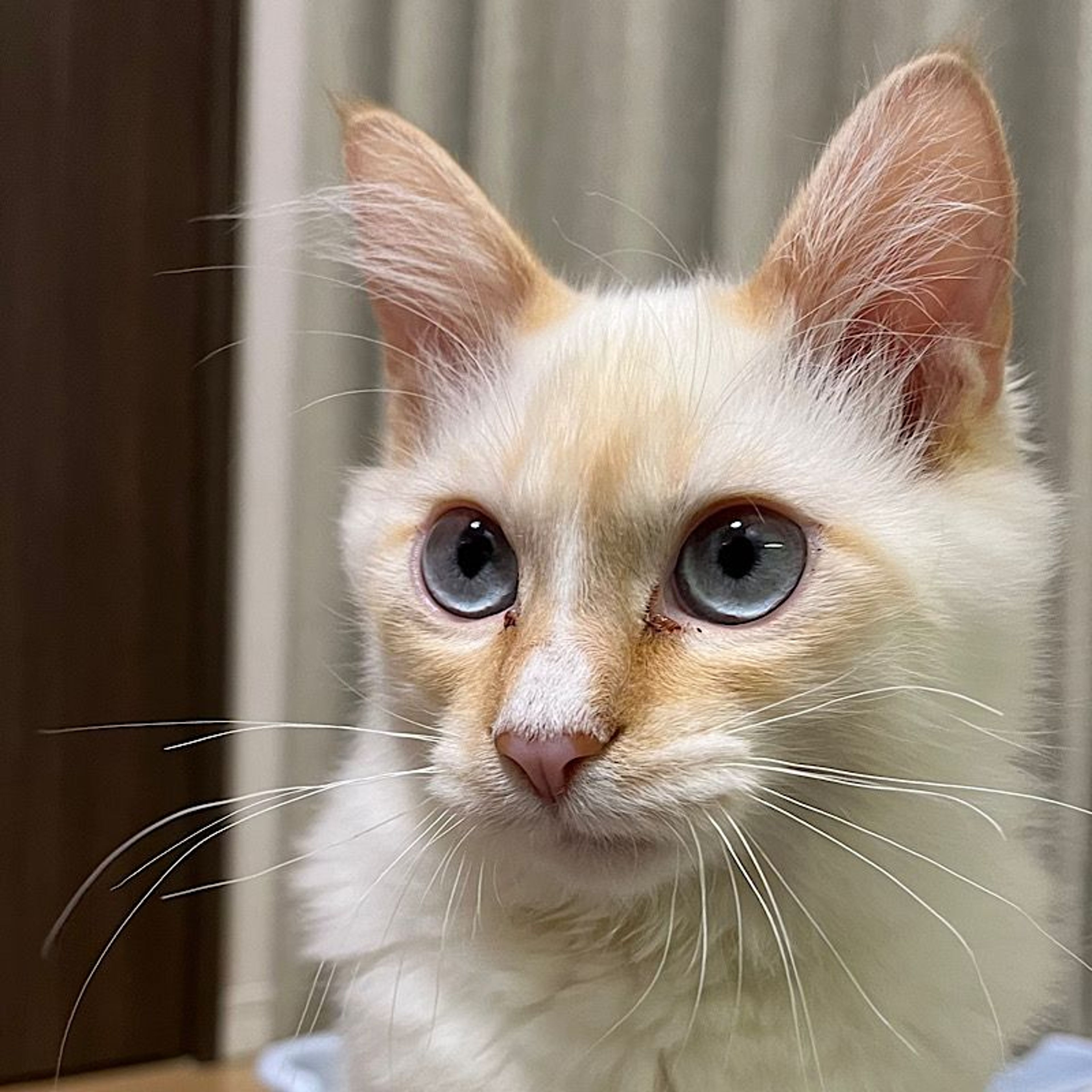 雑種（ミックス猫）・オスの里親募集の写真
