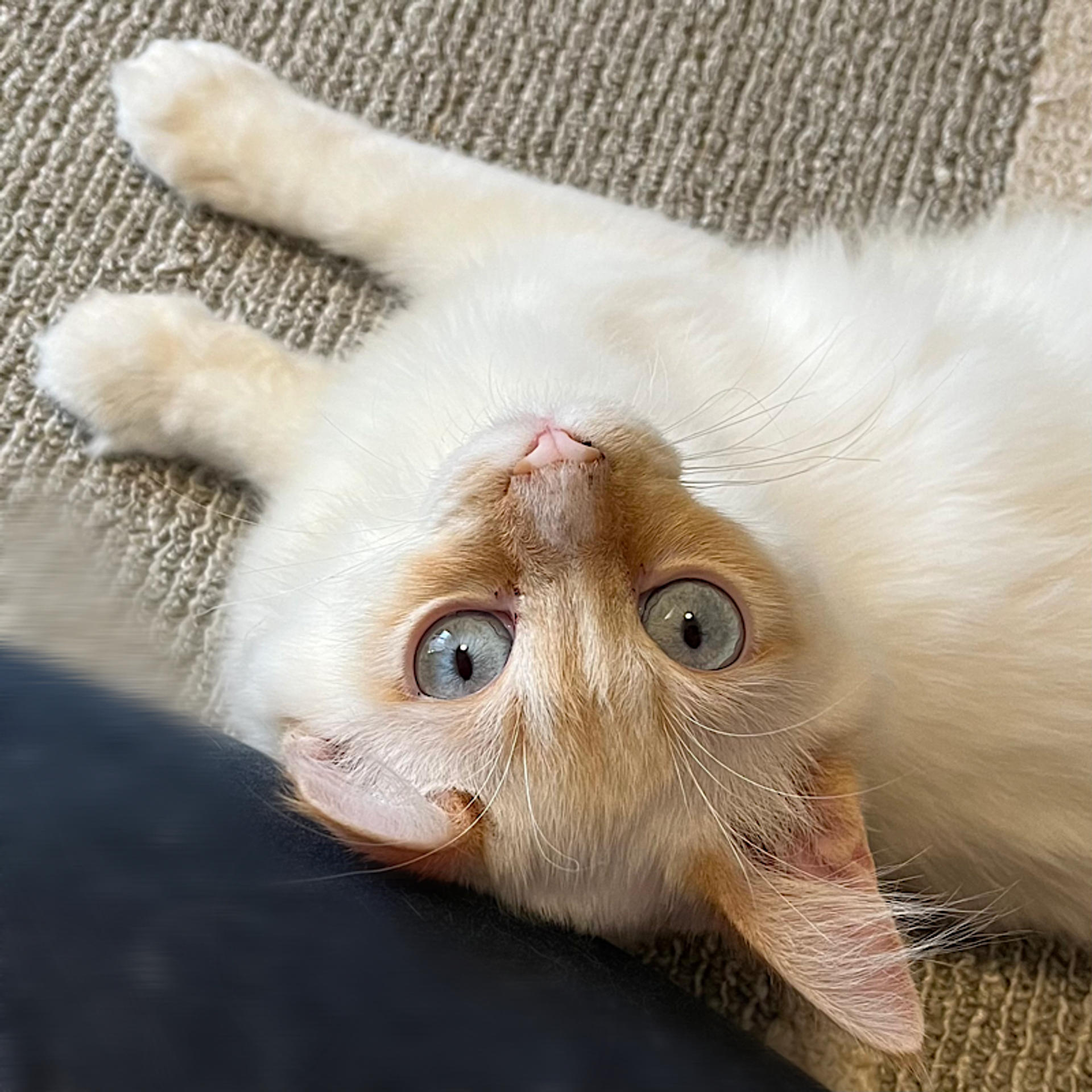 pet-image-2