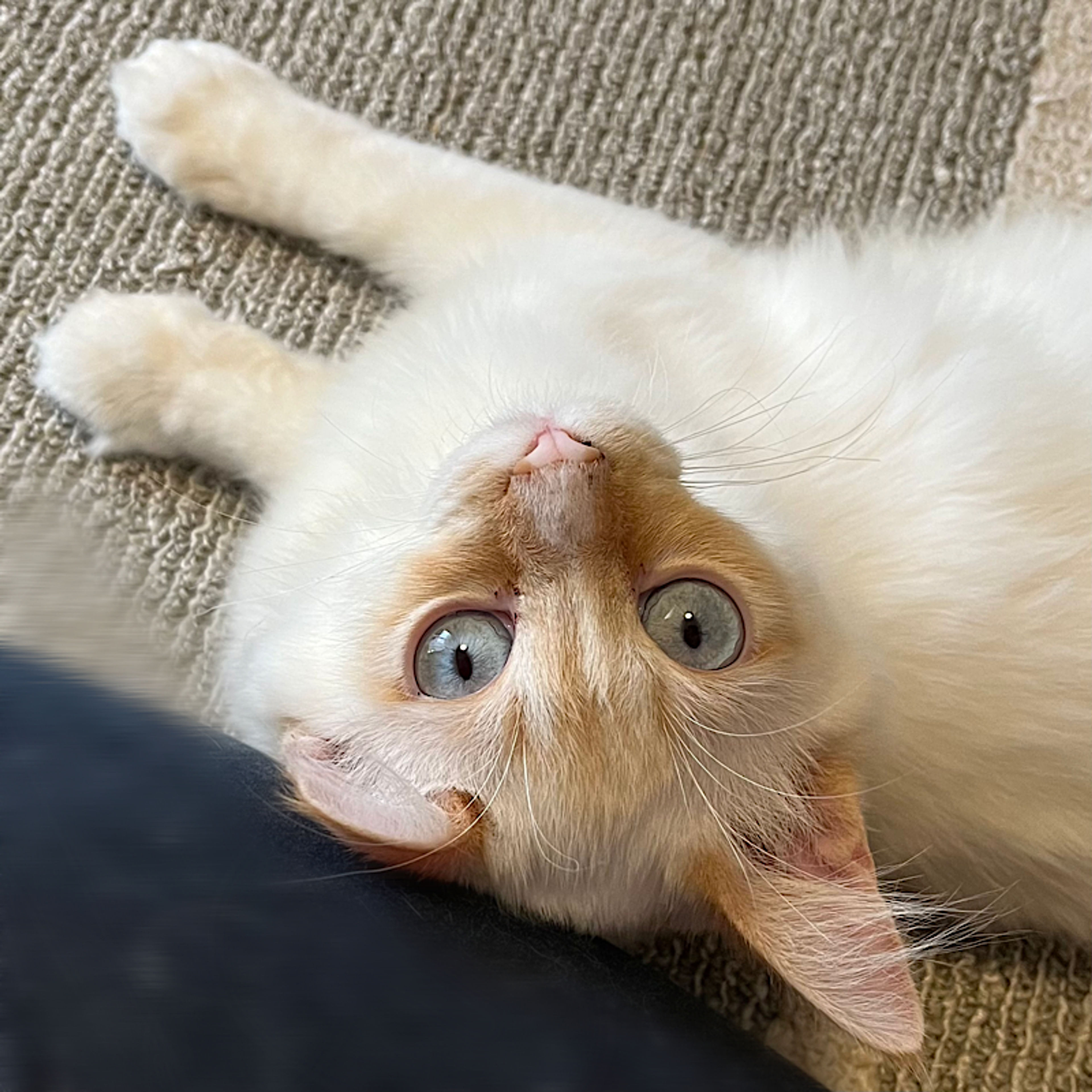pet-image-2