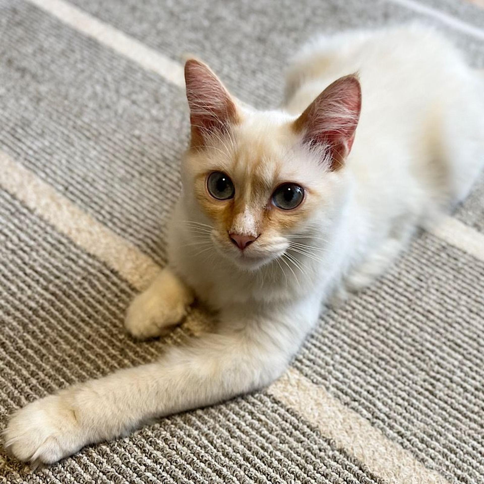 pet-image-4