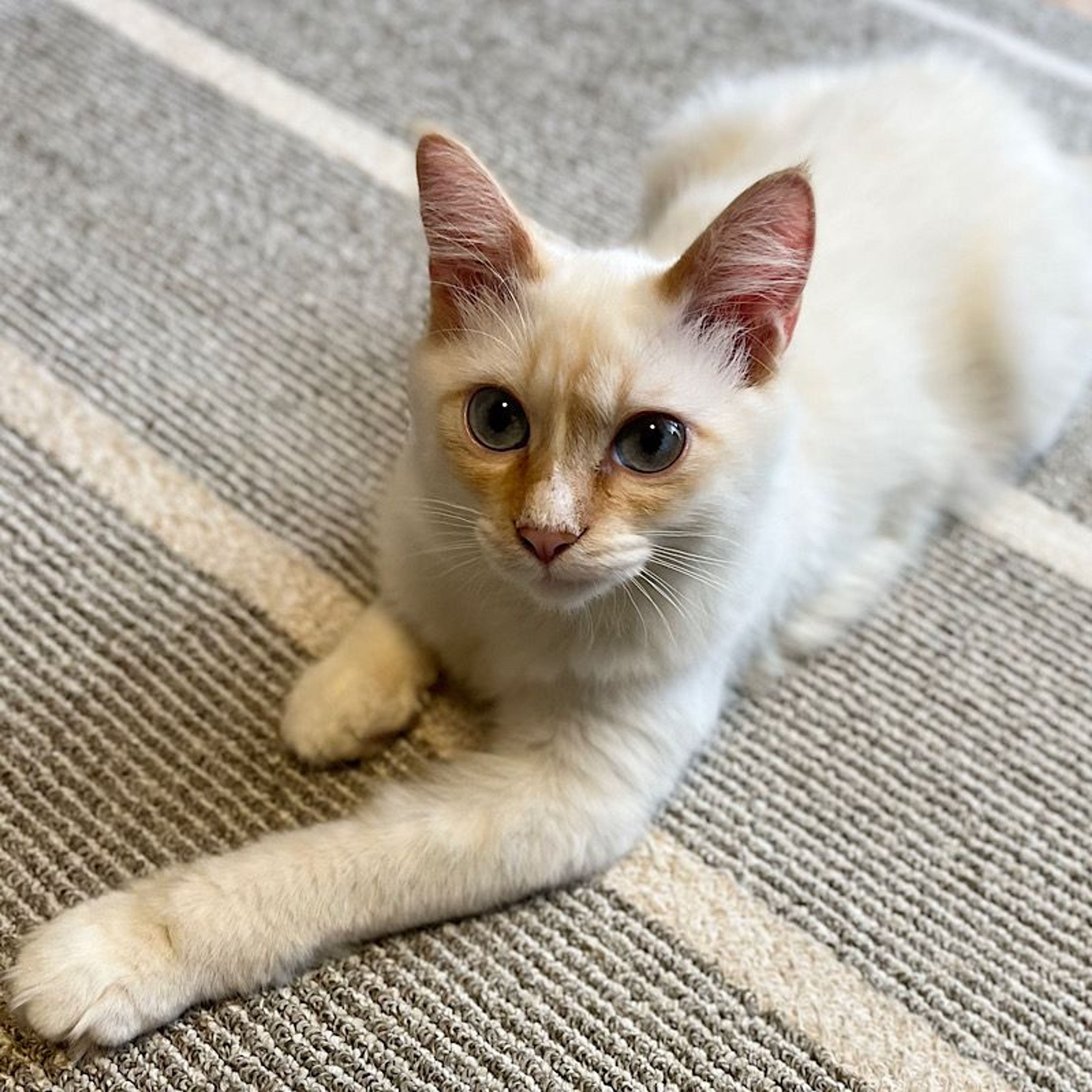 pet-image-4