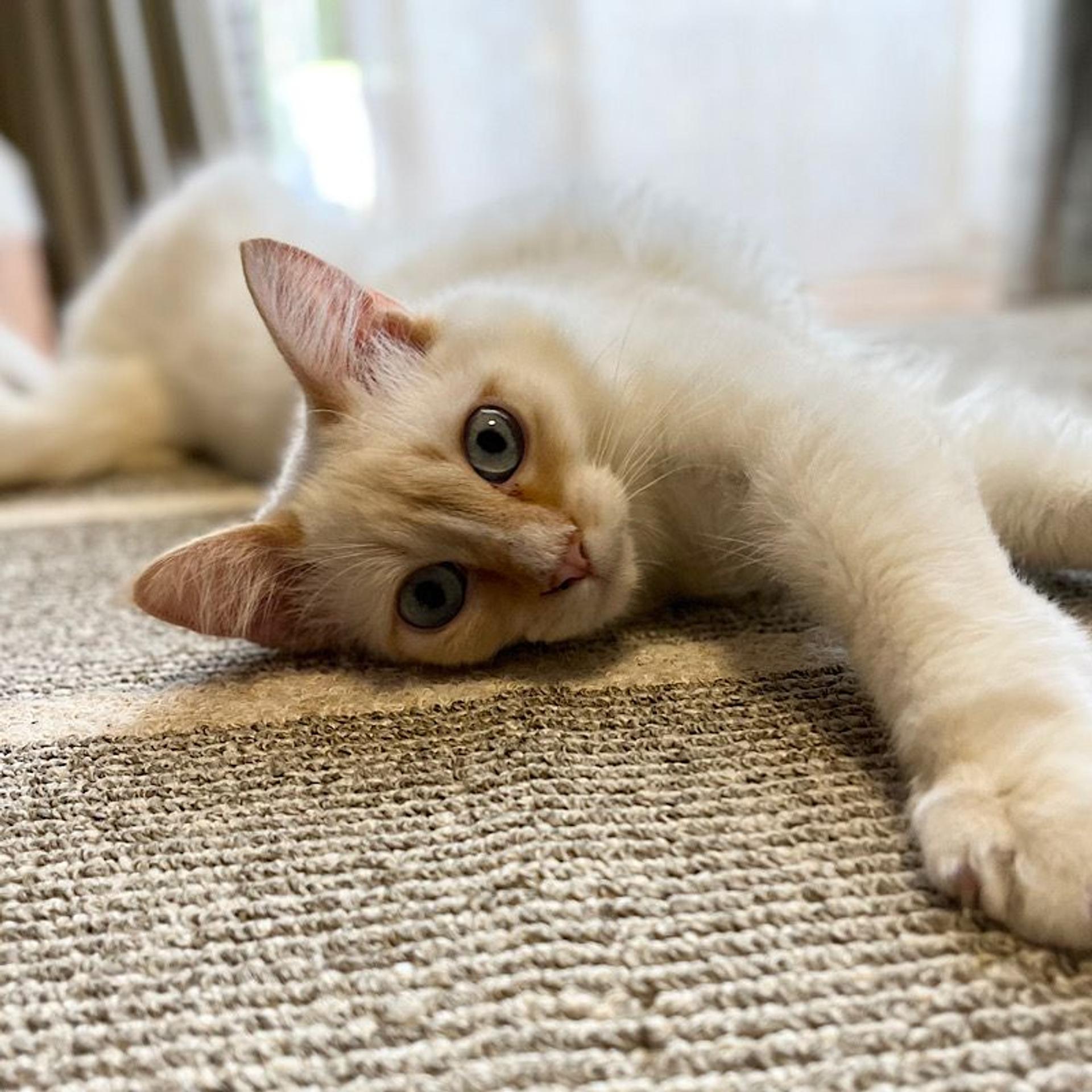pet-image-5