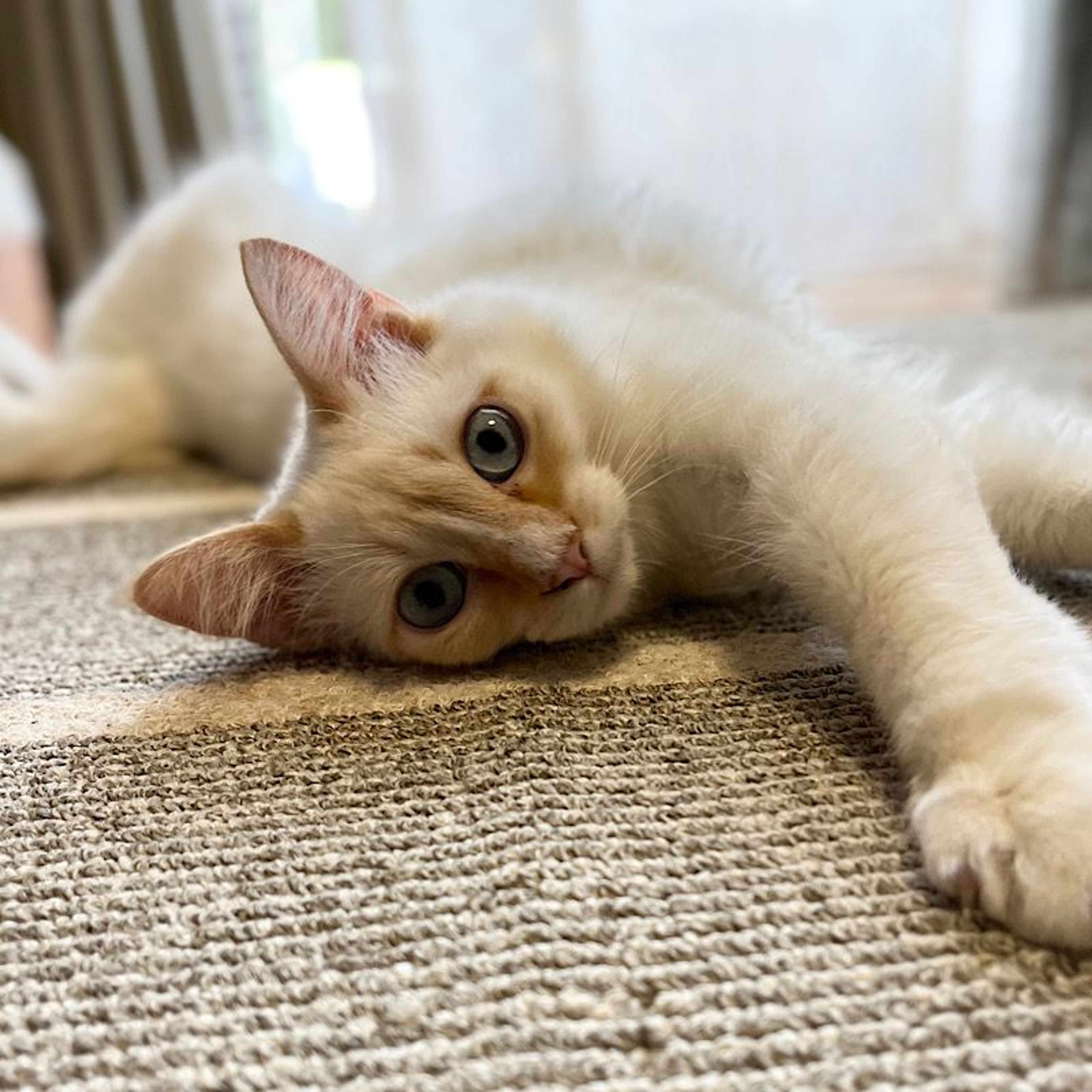 pet-image-5