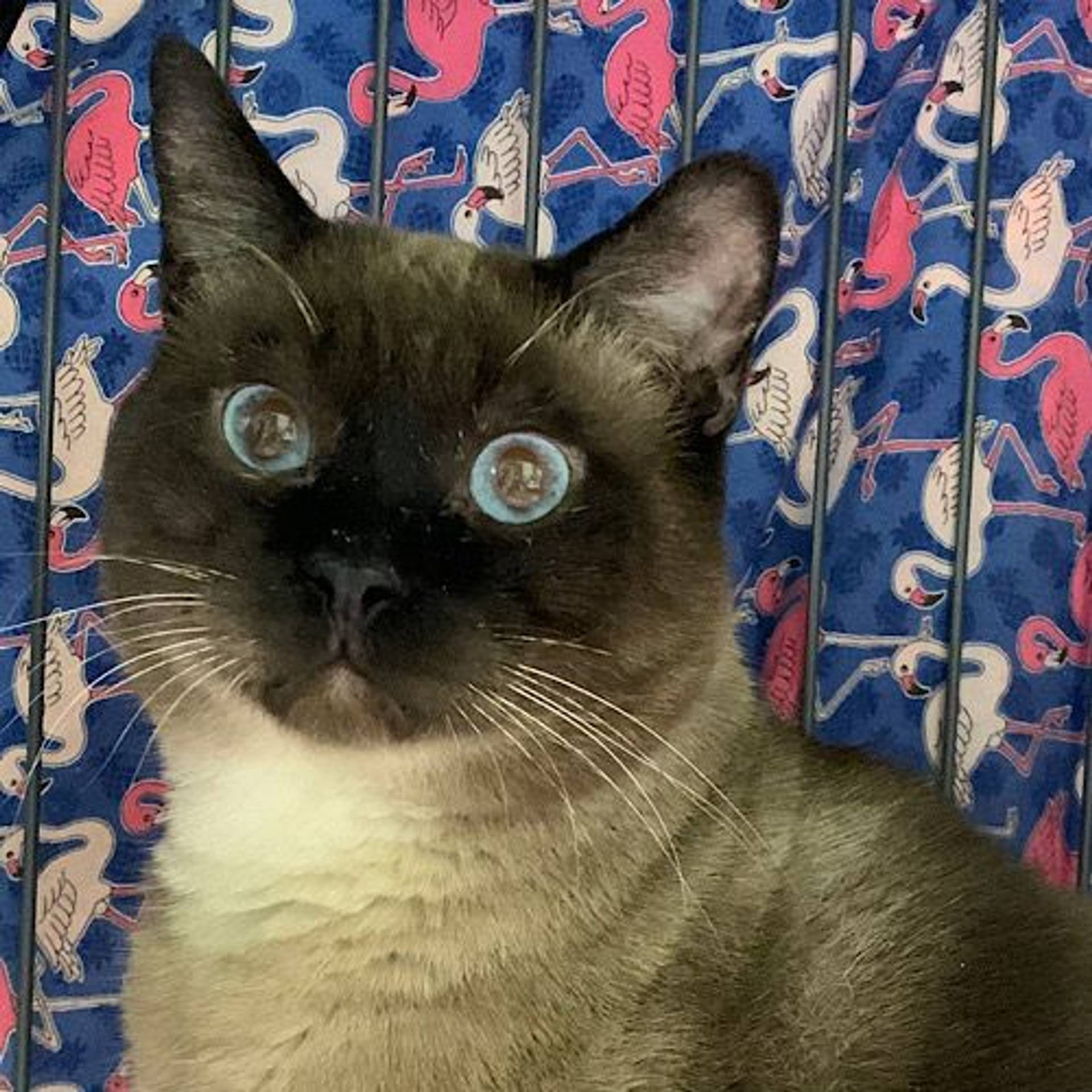雑種（ミックス猫）・オスの里親募集の写真