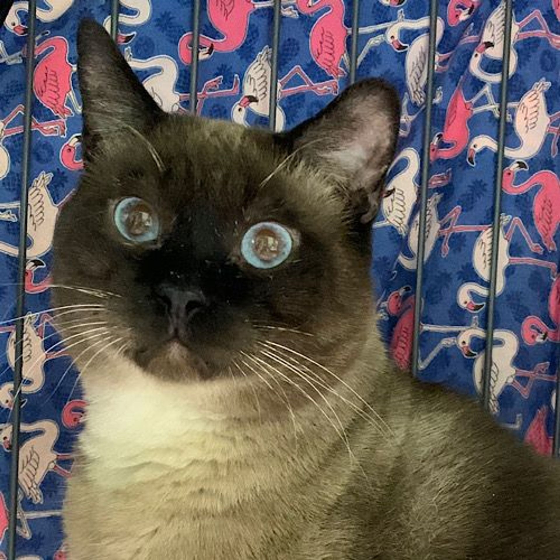 雑種（ミックス猫）・オスの里親募集の写真