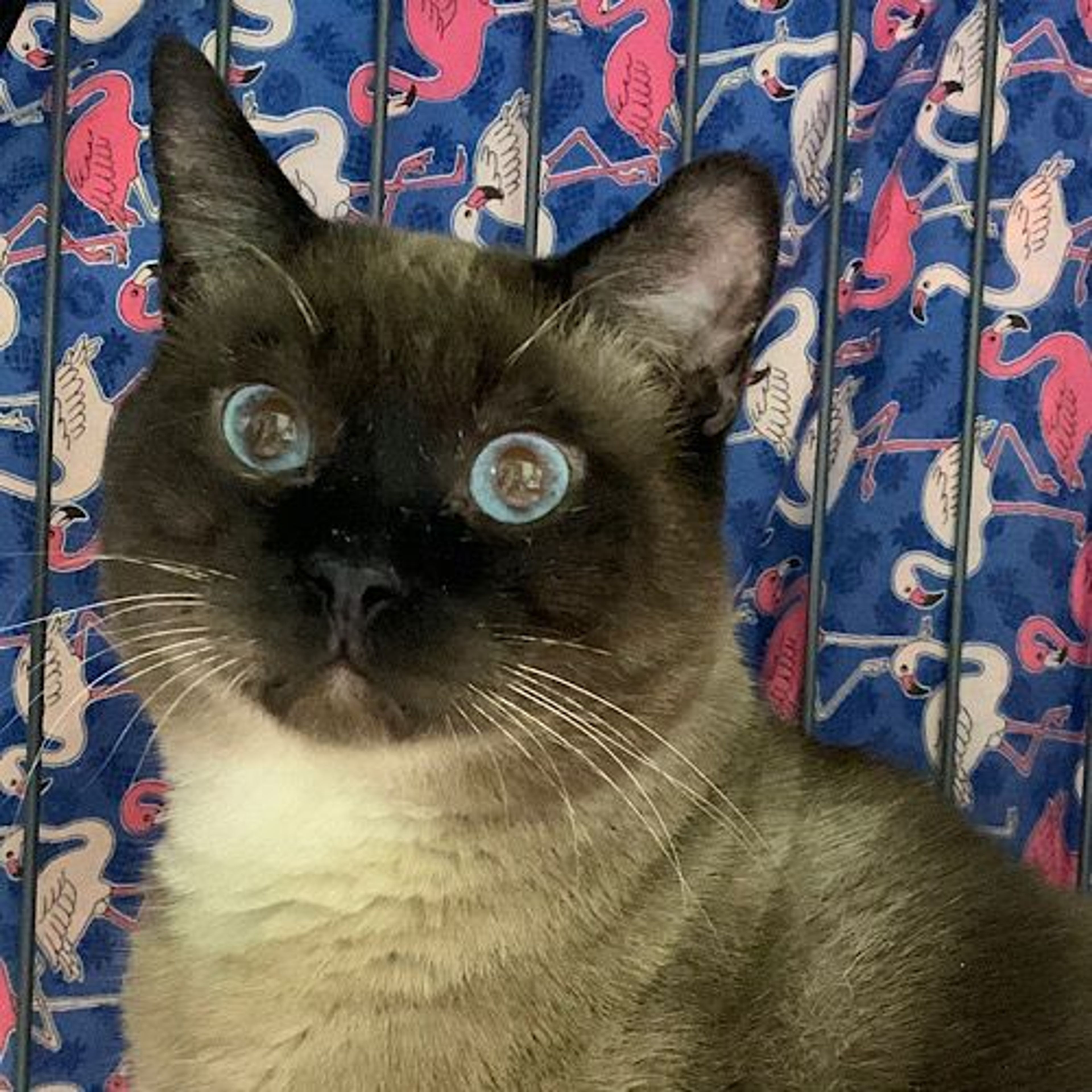 雑種（ミックス猫）・オスの里親募集の写真