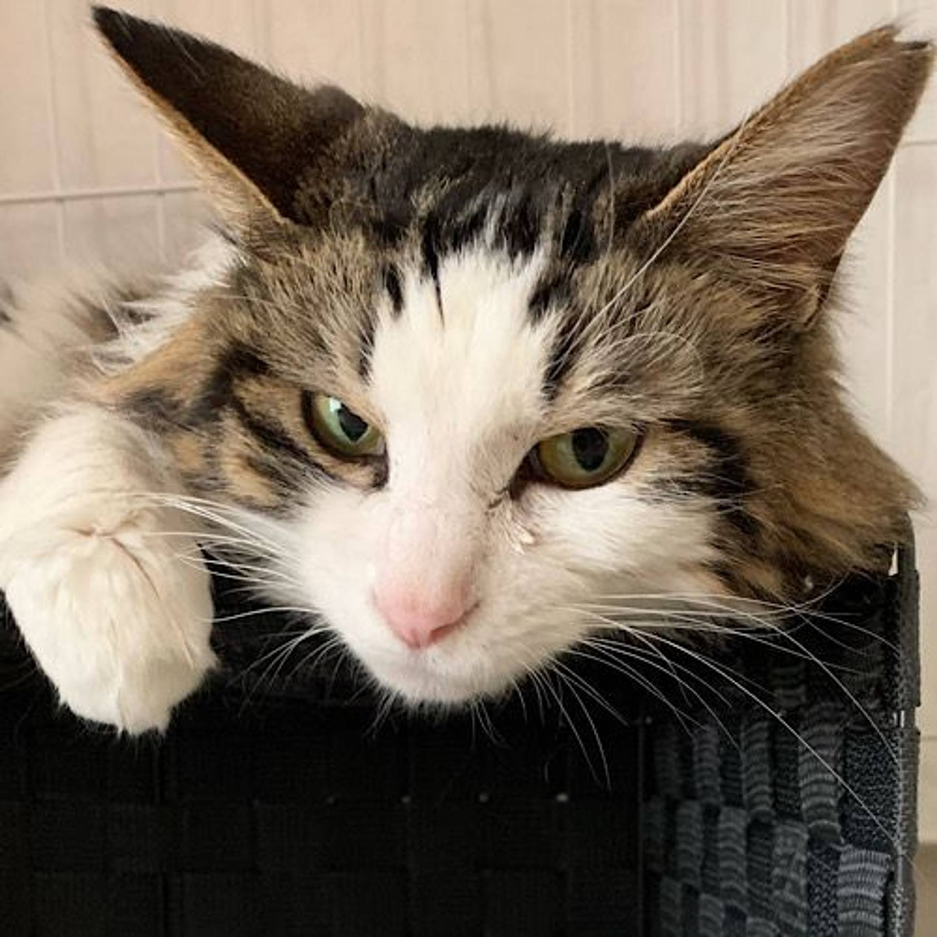 雑種（ミックス猫）・メスの里親募集の写真