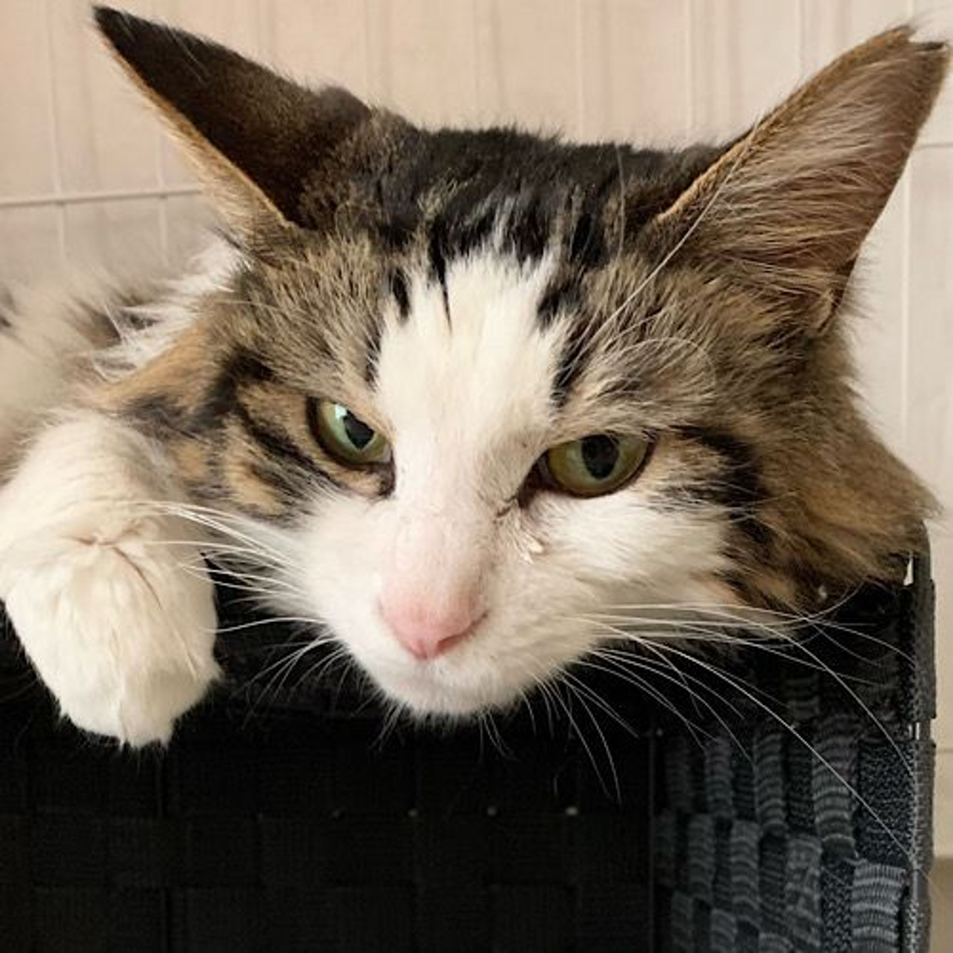 雑種（ミックス猫）・メスの里親募集の写真
