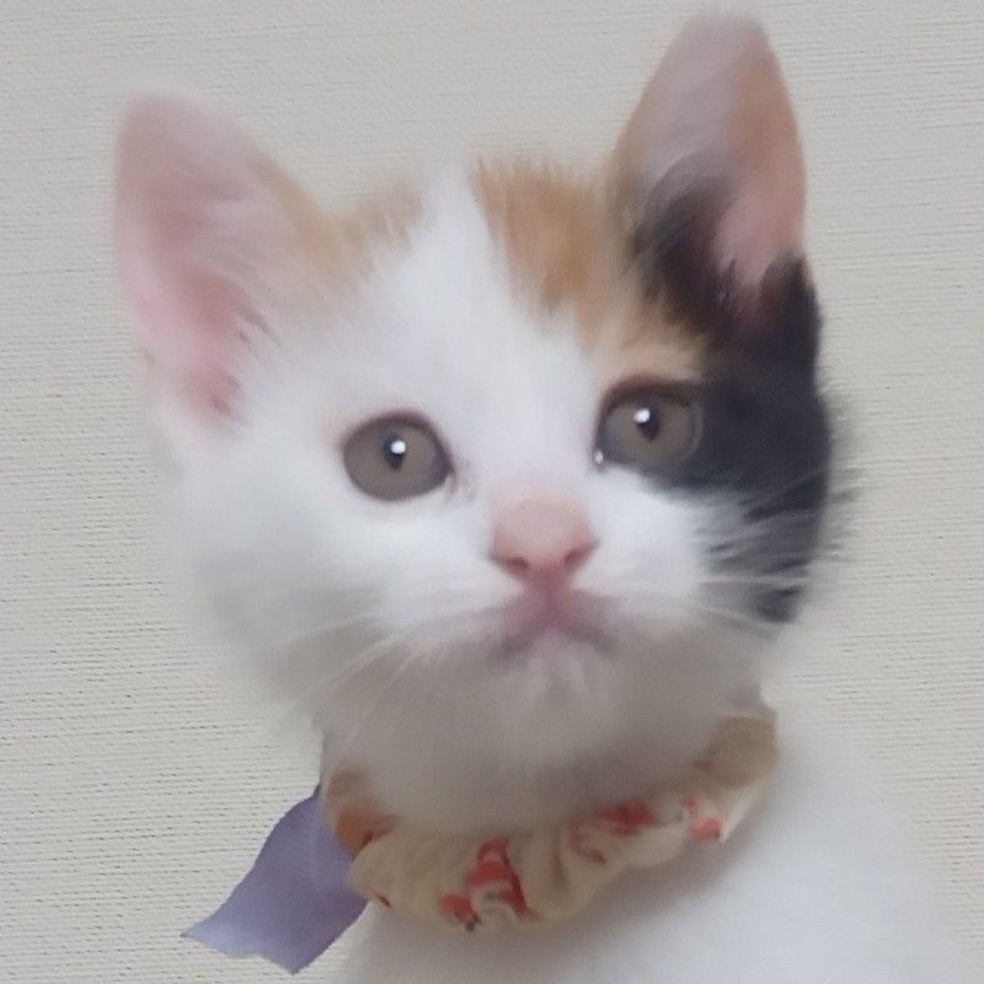 雑種（ミックス猫）・メスの里親募集の写真