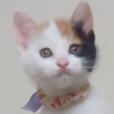 ぶちこちゃん★5/1ミャオねこ譲渡会で会えます