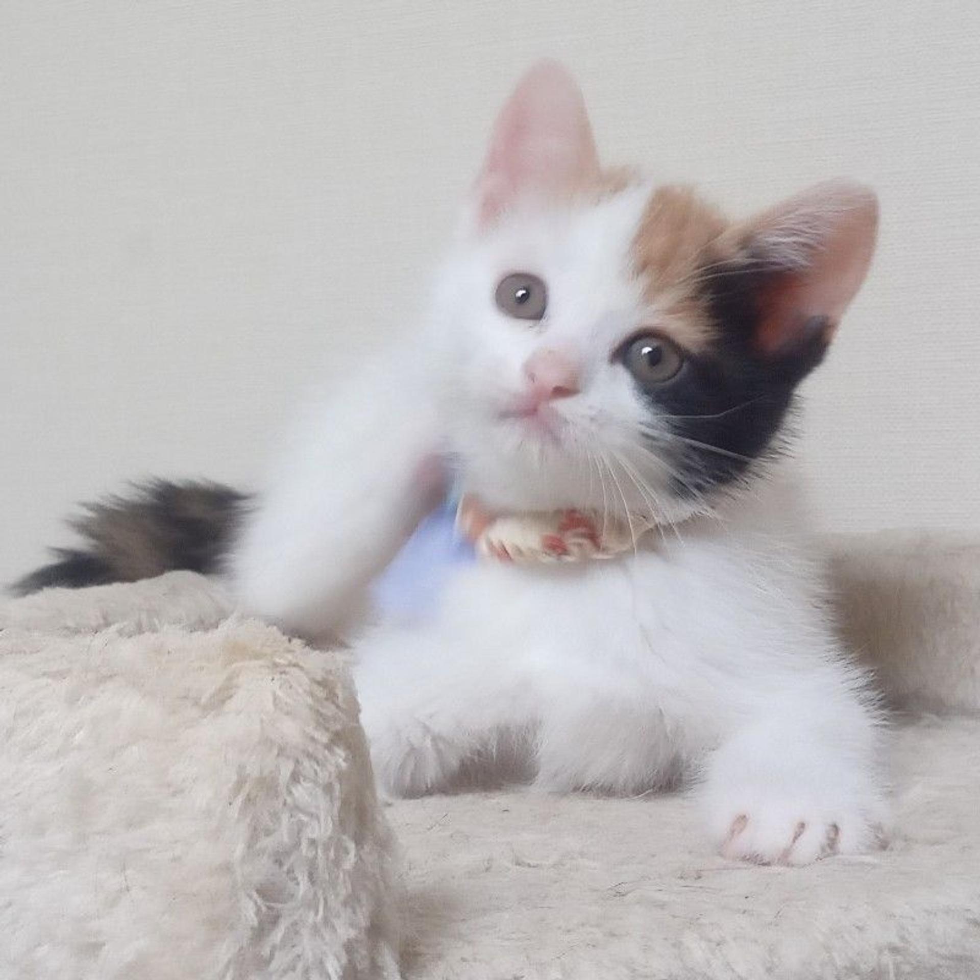 pet-image-4