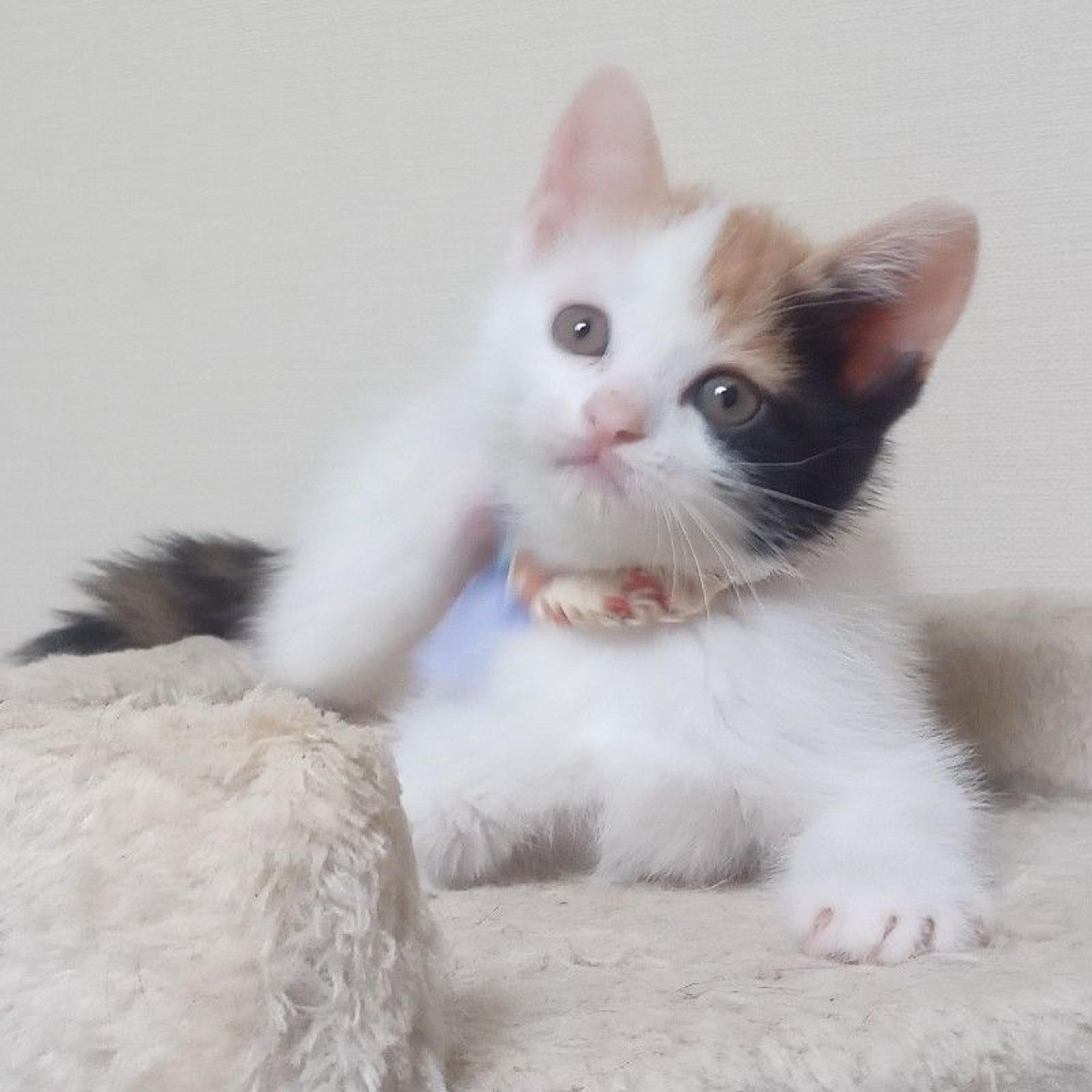 pet-image-4